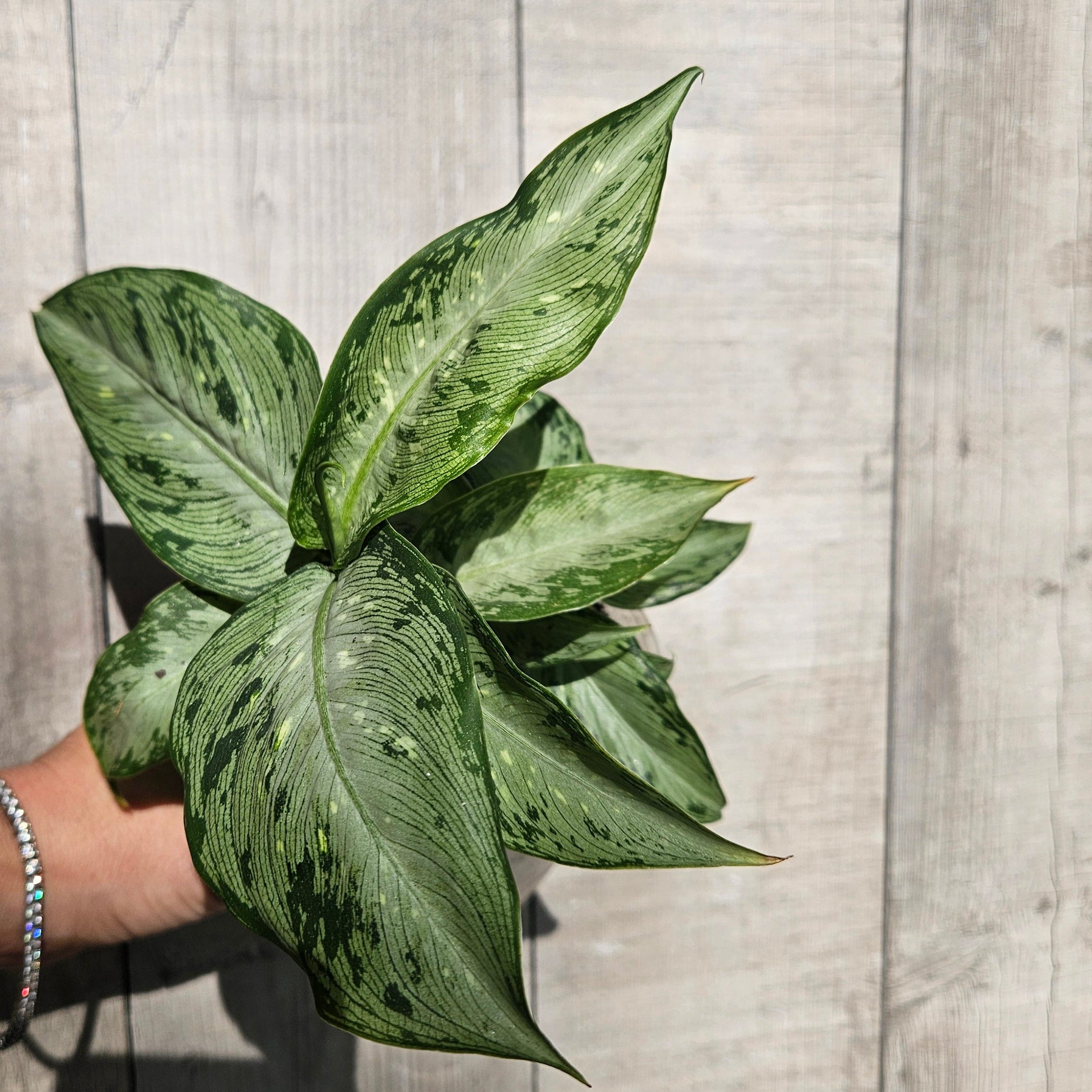 Dieffenbachia Tropical Tiki – Lush Variegated Indoor Plant
