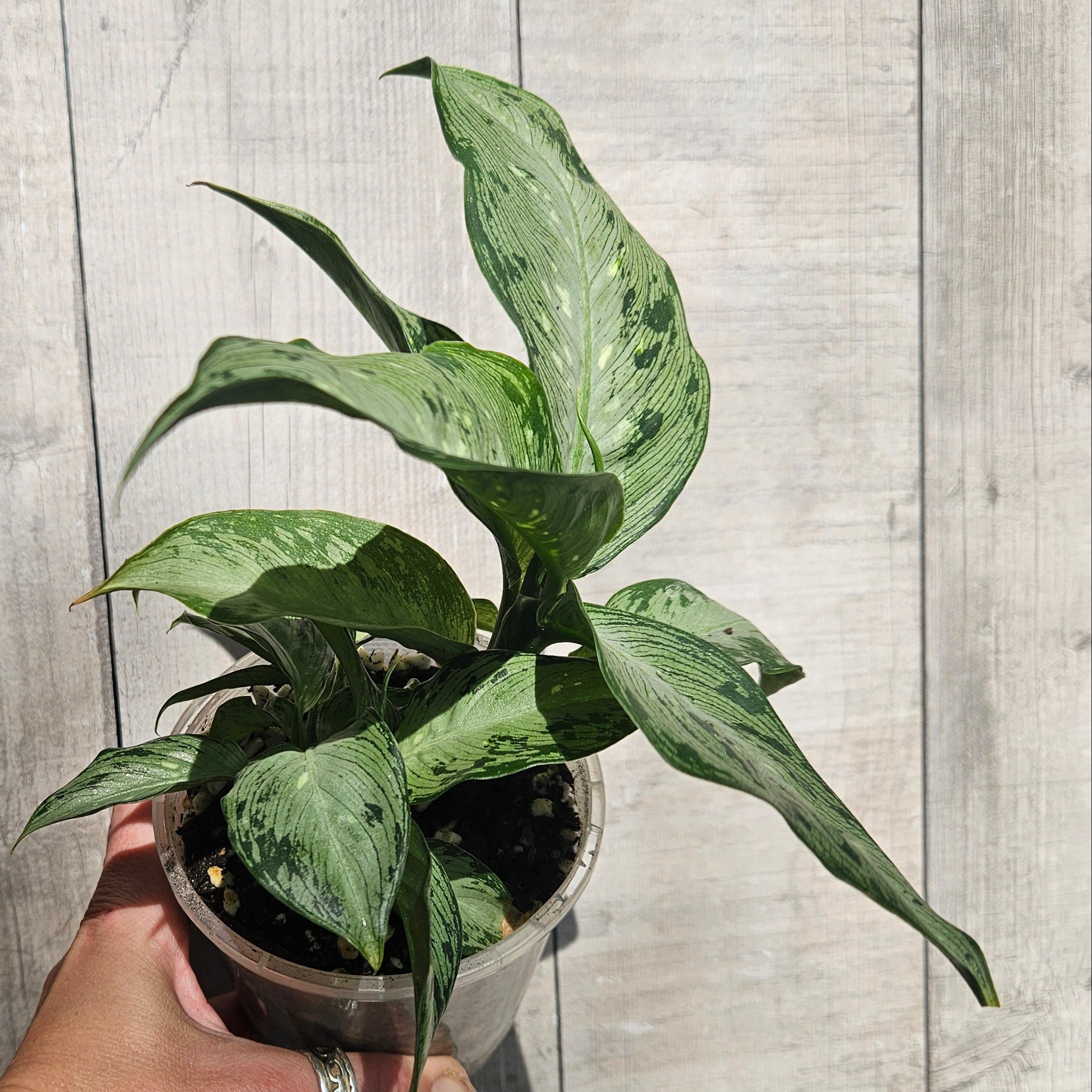 Dieffenbachia Tropical Tiki – Lush Variegated Indoor Plant