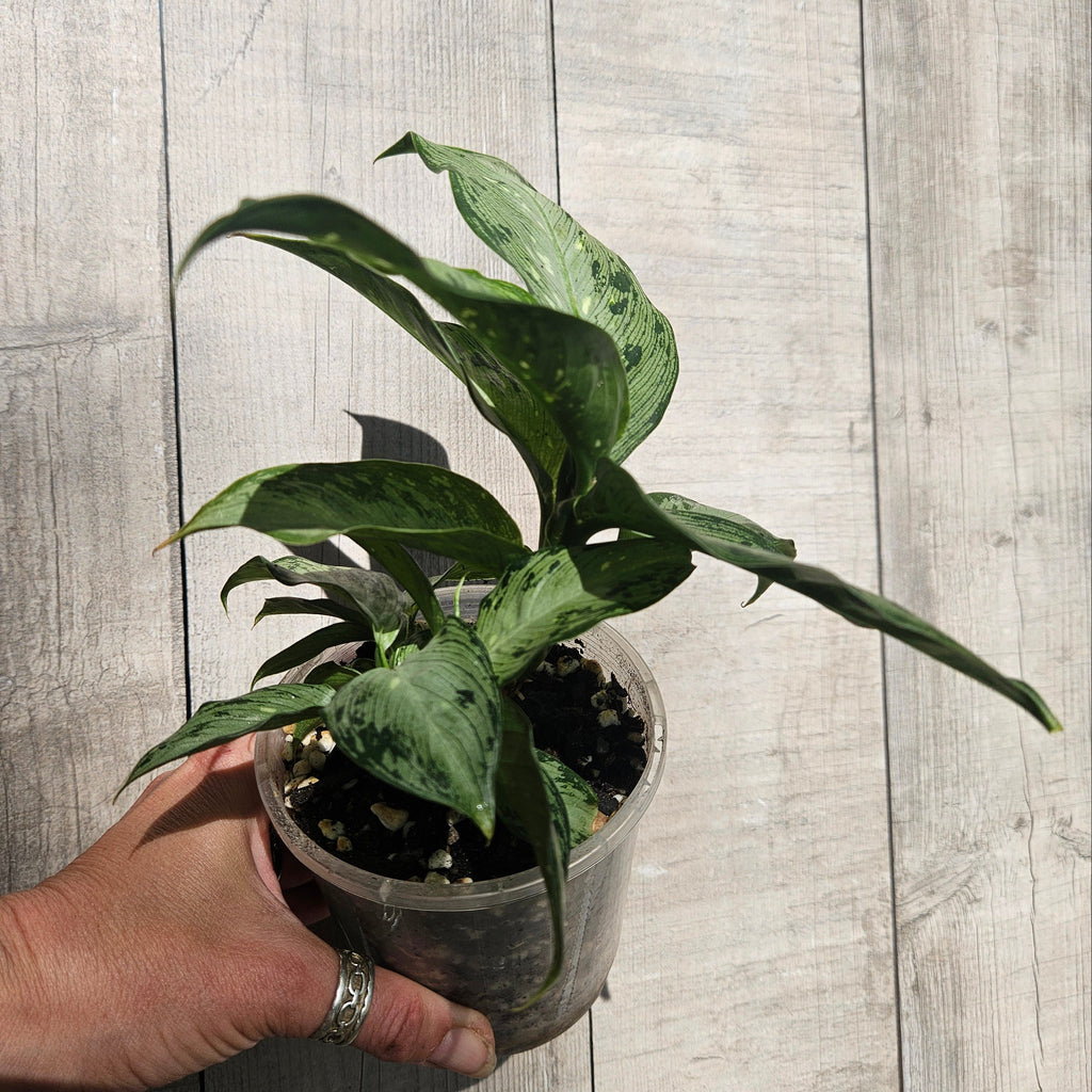 Dieffenbachia Tropical Tiki – Lush Variegated Indoor Plant
