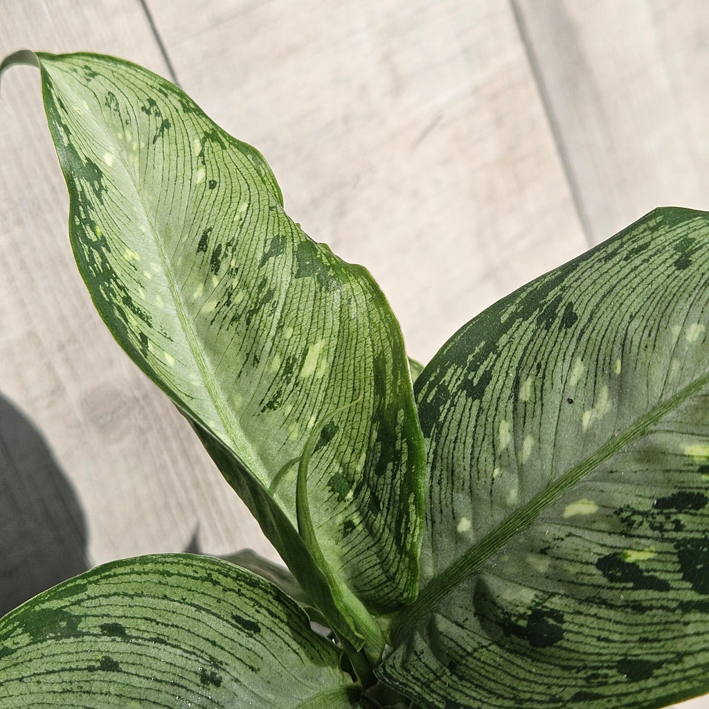 Dieffenbachia Tropical Tiki – Lush Variegated Indoor Plant