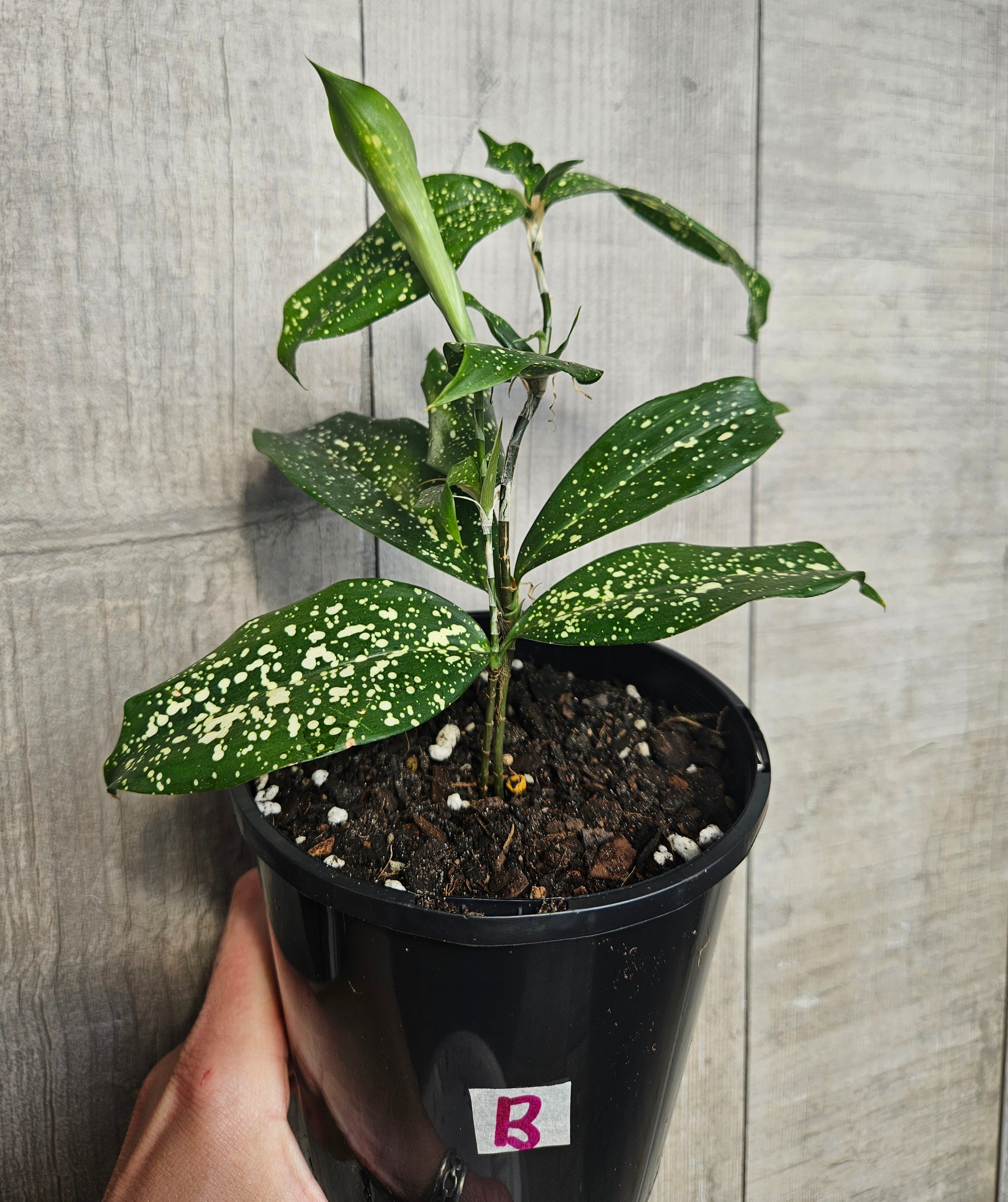 Dracaena surculosa "gold dust Dracaena"