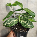 Dracaena surculosa "gold dust Dracaena"
