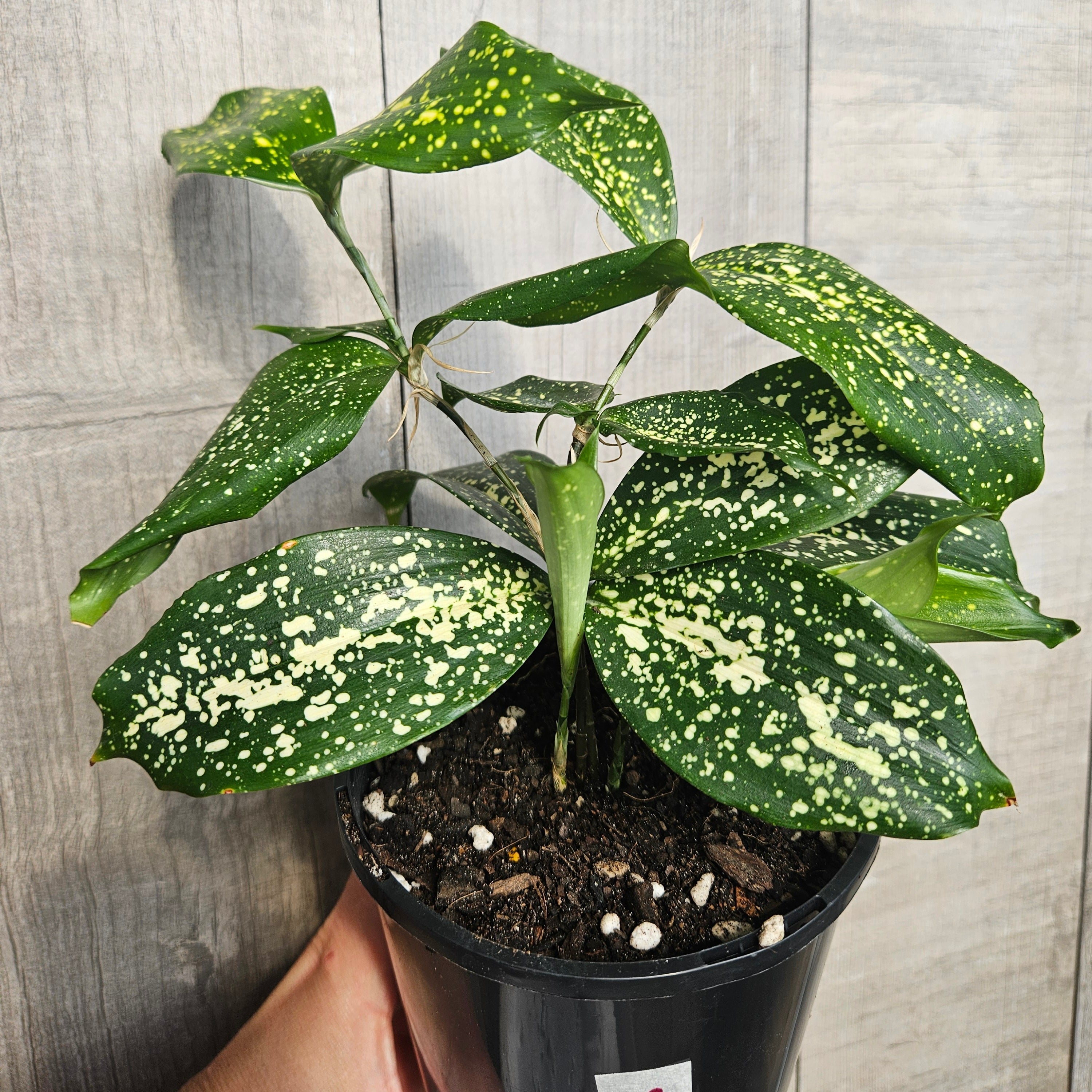 Dracaena surculosa "gold dust Dracaena"
