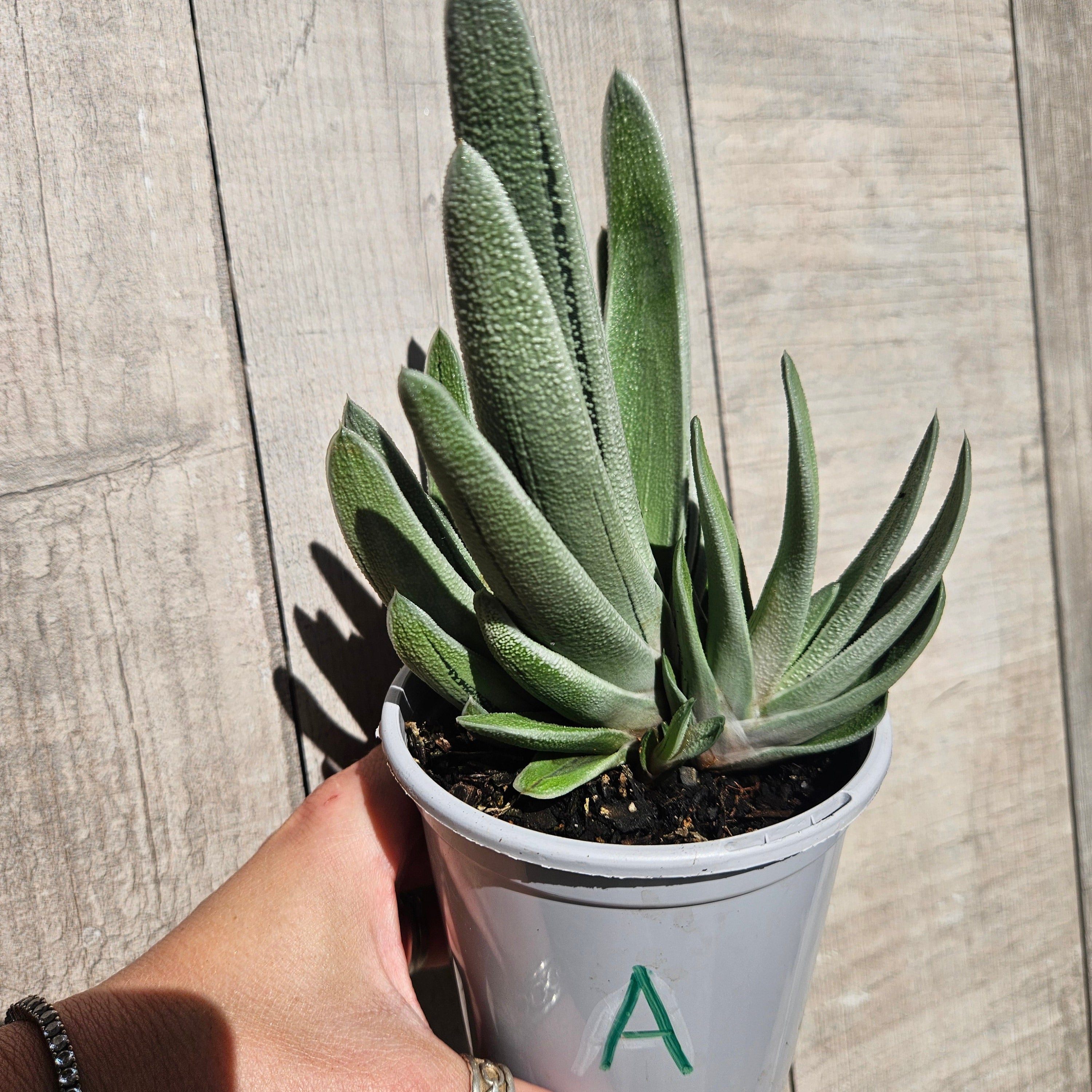 Gasteria 'Pale Brother'