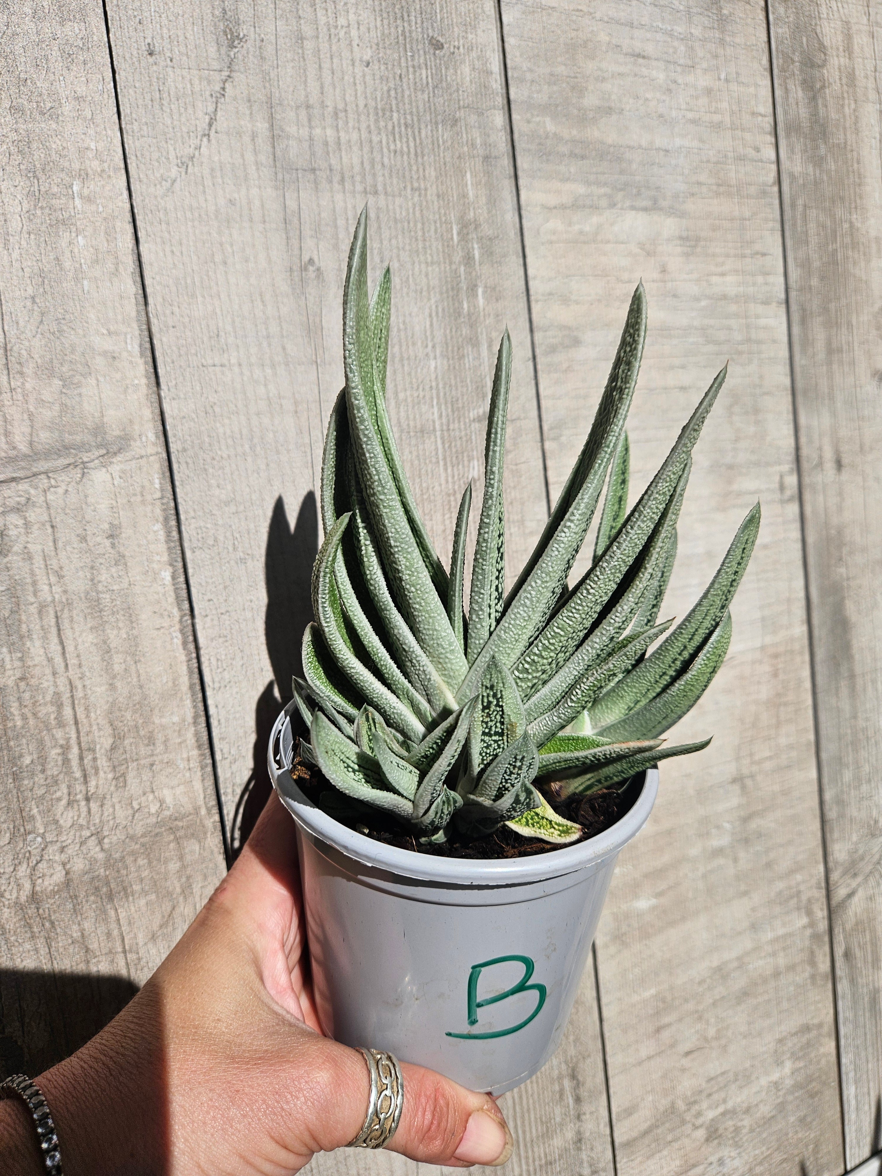 Gasteria 'Pale Brother'