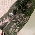 Rare Alocasia Scalprum ‘Samar Lance’ – Textured Dragon Leaf Aroid