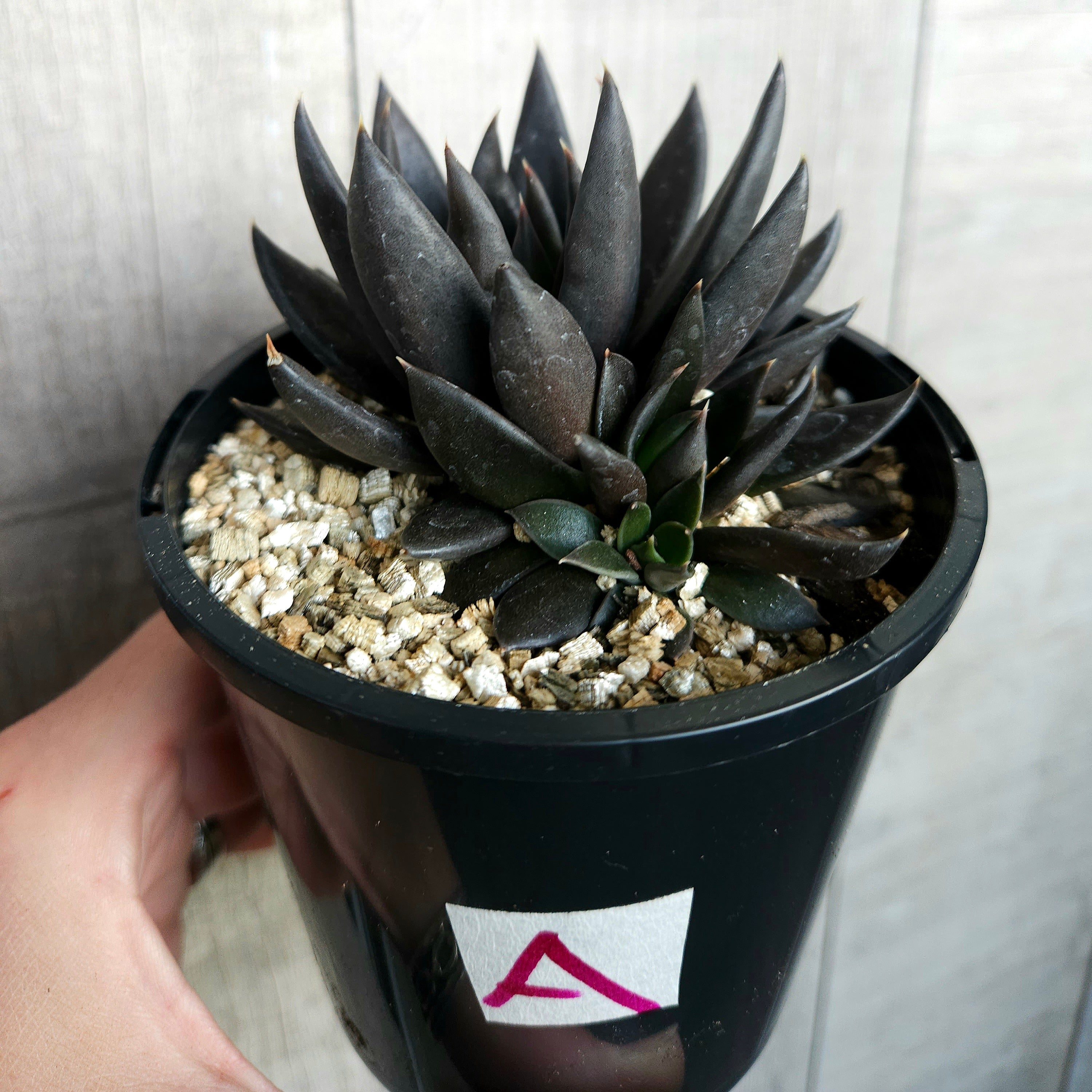 Echeveria Black Knight