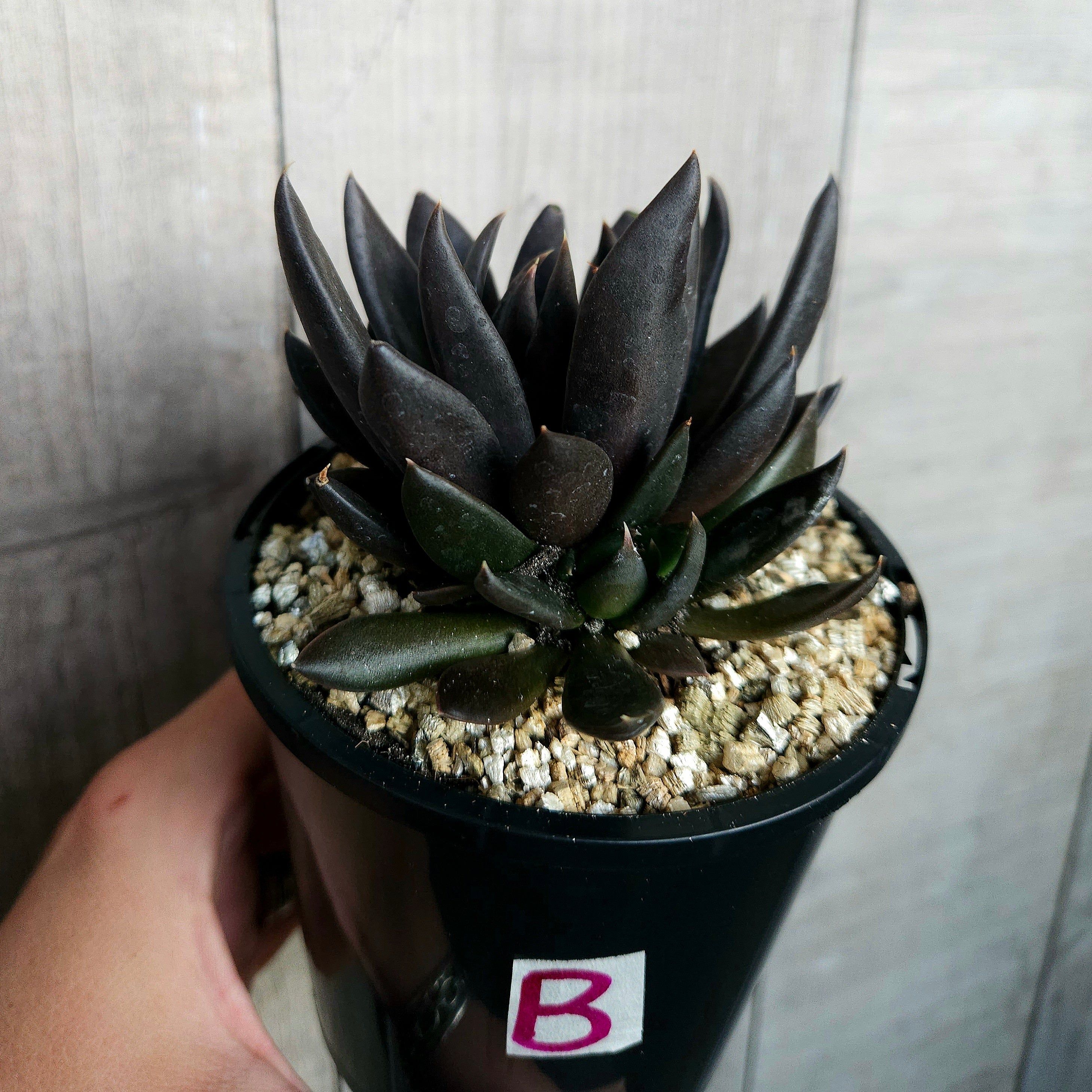 Echeveria Black Knight