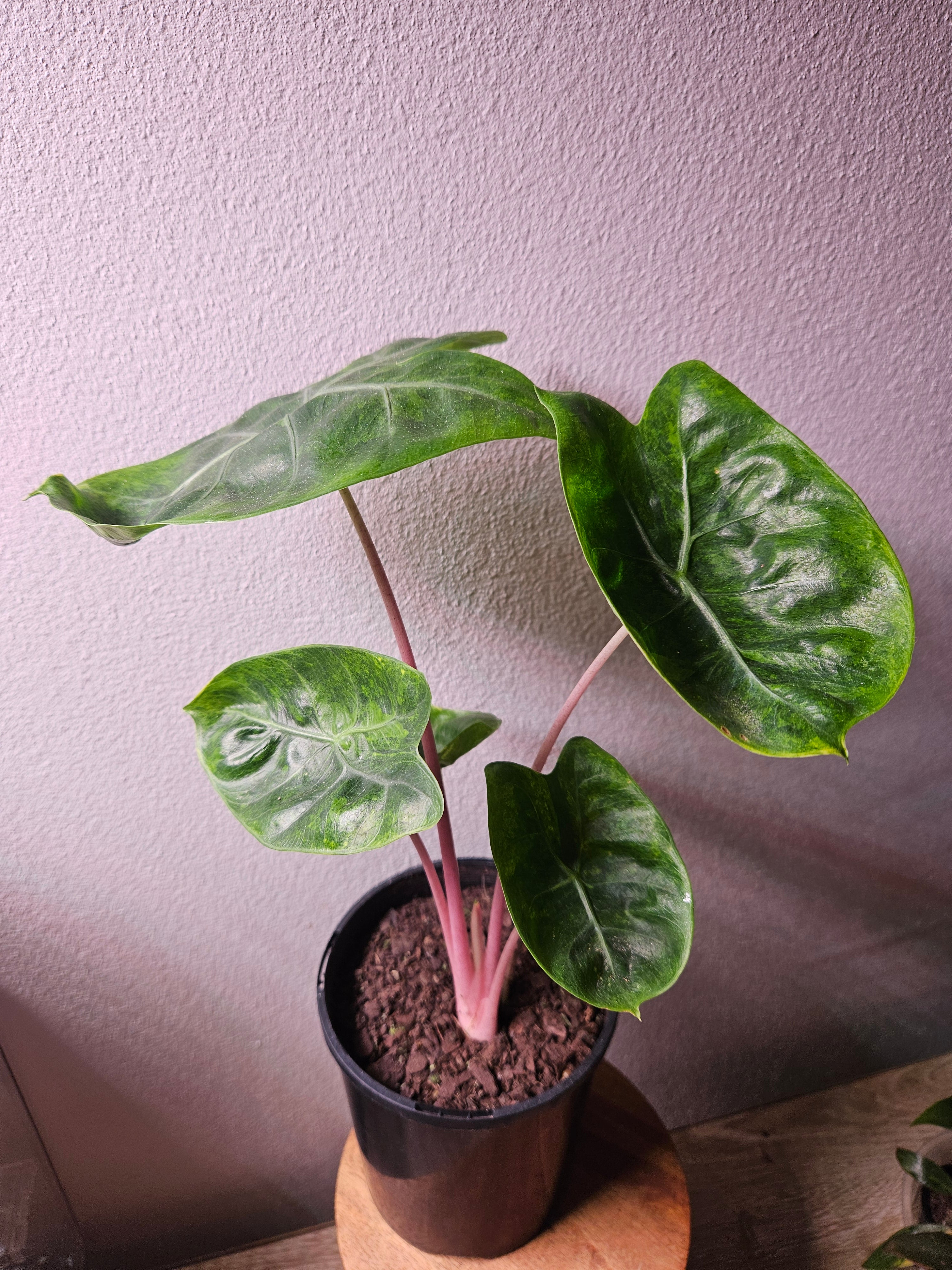 Alocasia Pink Dragon ‘Block Brocade’ Variegated