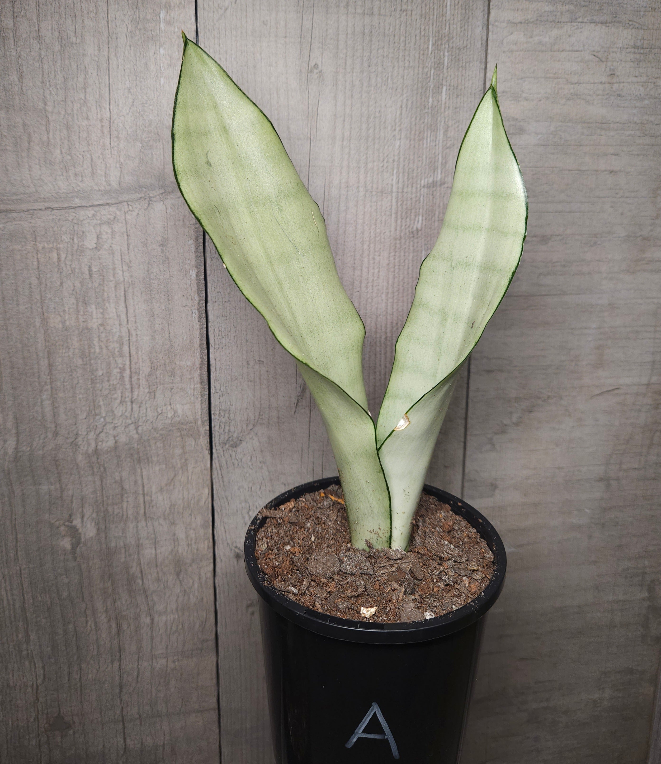 Sansevieria trifasciata Moonshine