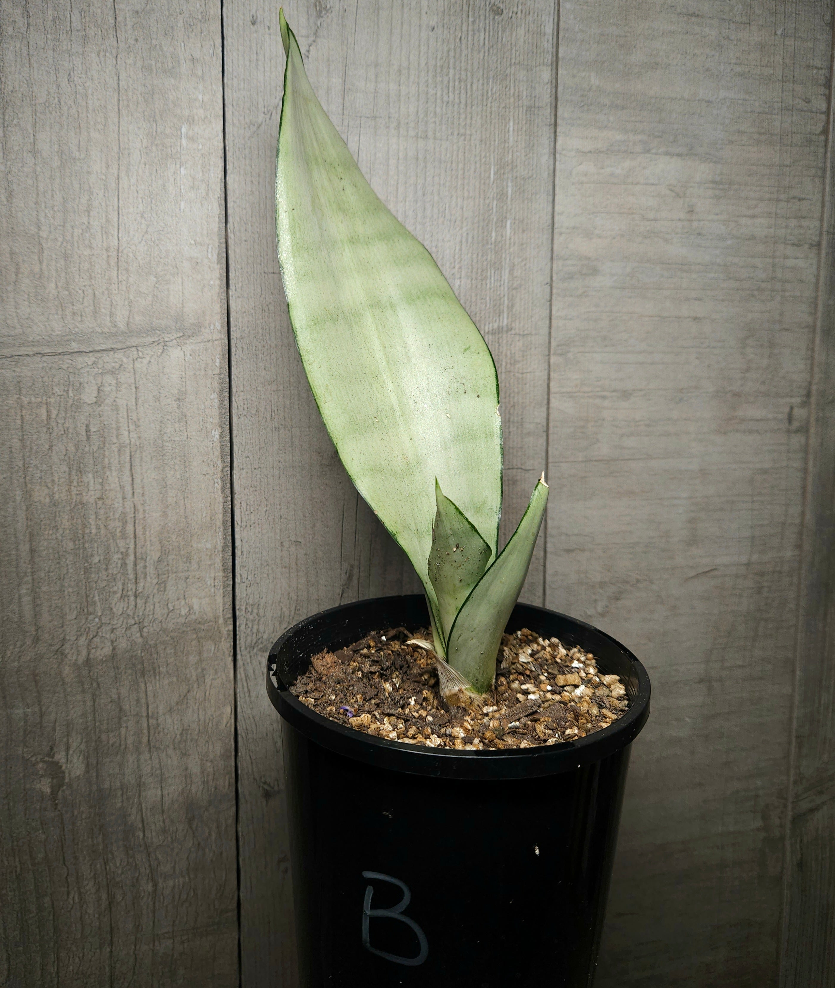 Sansevieria trifasciata Moonshine