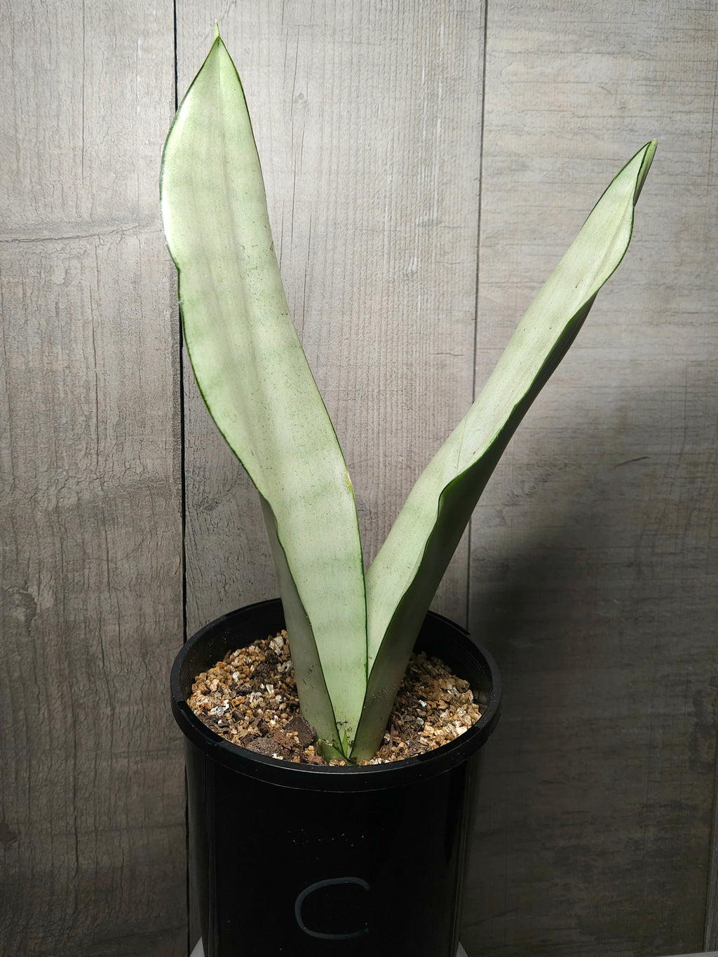Sansevieria trifasciata Moonshine