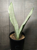 Sansevieria trifasciata Moonshine