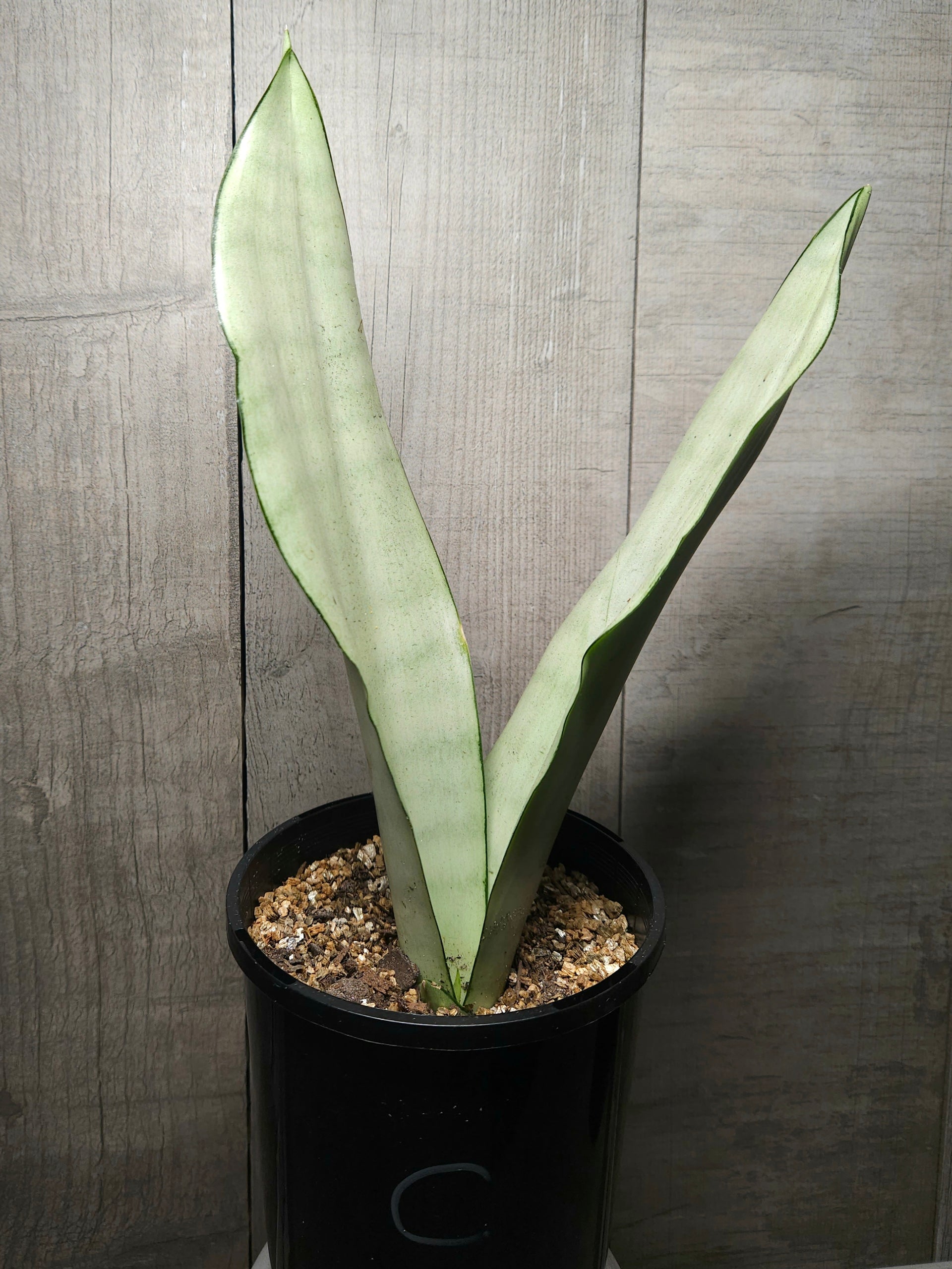 silver moonshine snake plant Sansevieria Moonshine – Silver Snake Plant