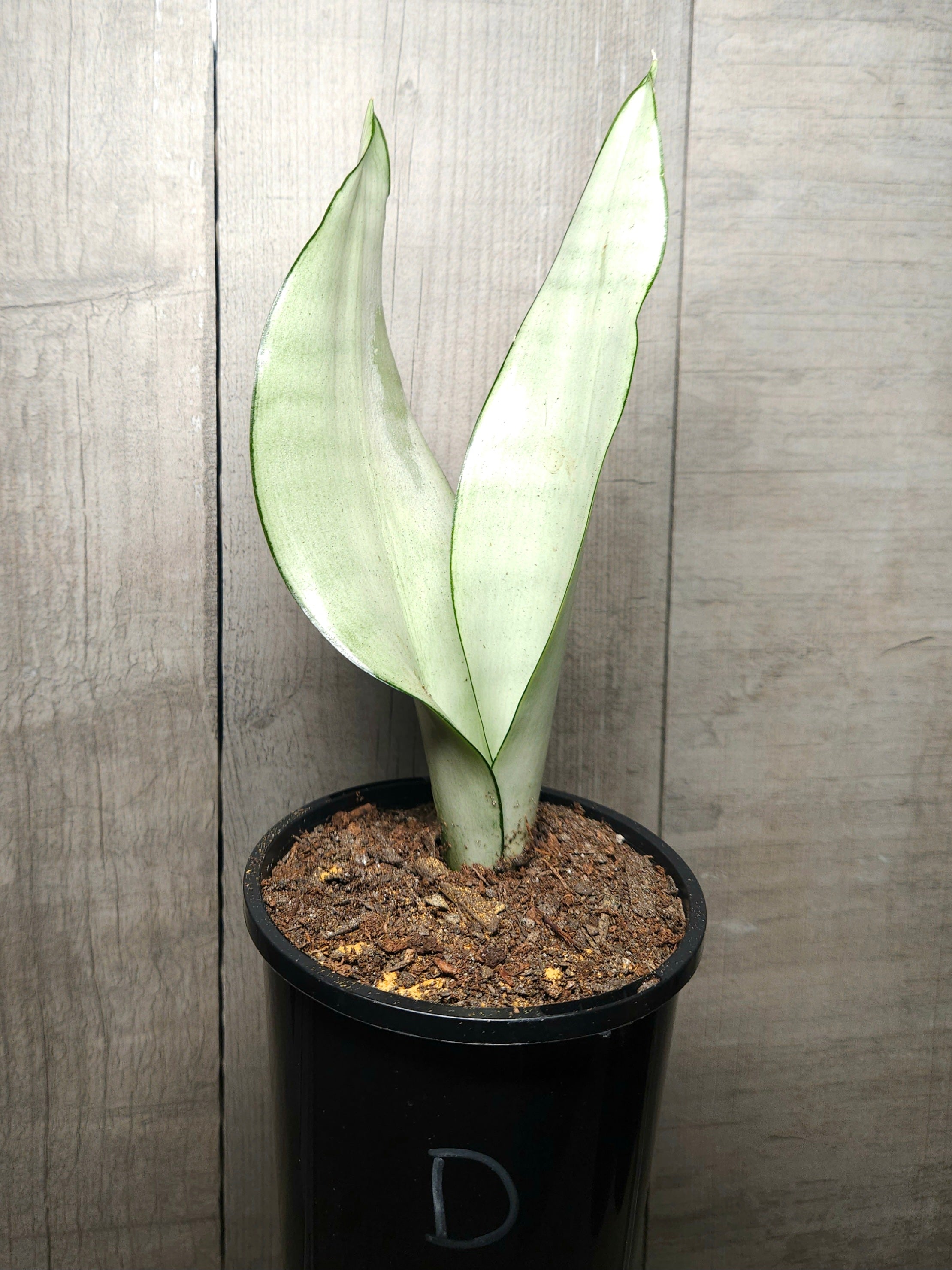Sansevieria trifasciata Moonshine