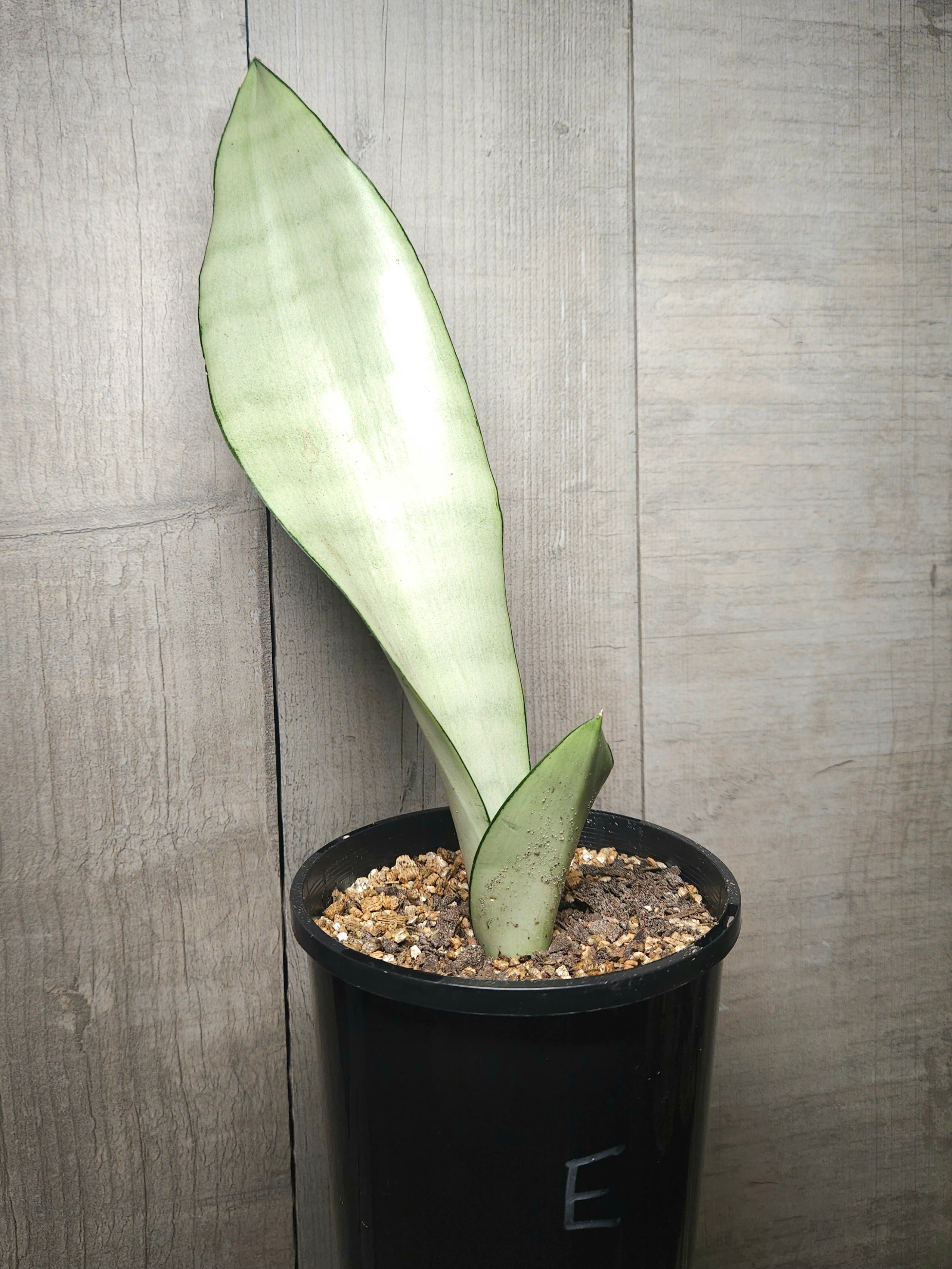 Sansevieria trifasciata Moonshine