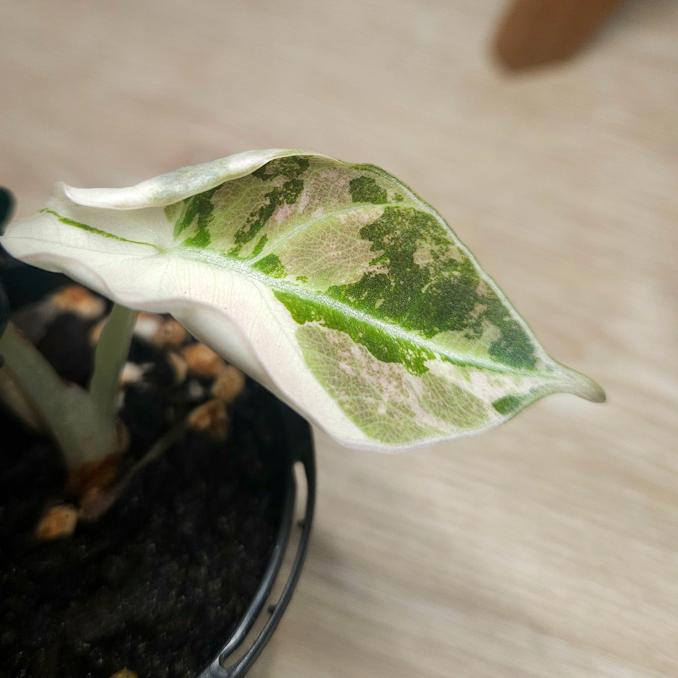 RARE Alocasia Black Velvet Pink Albo Variegated