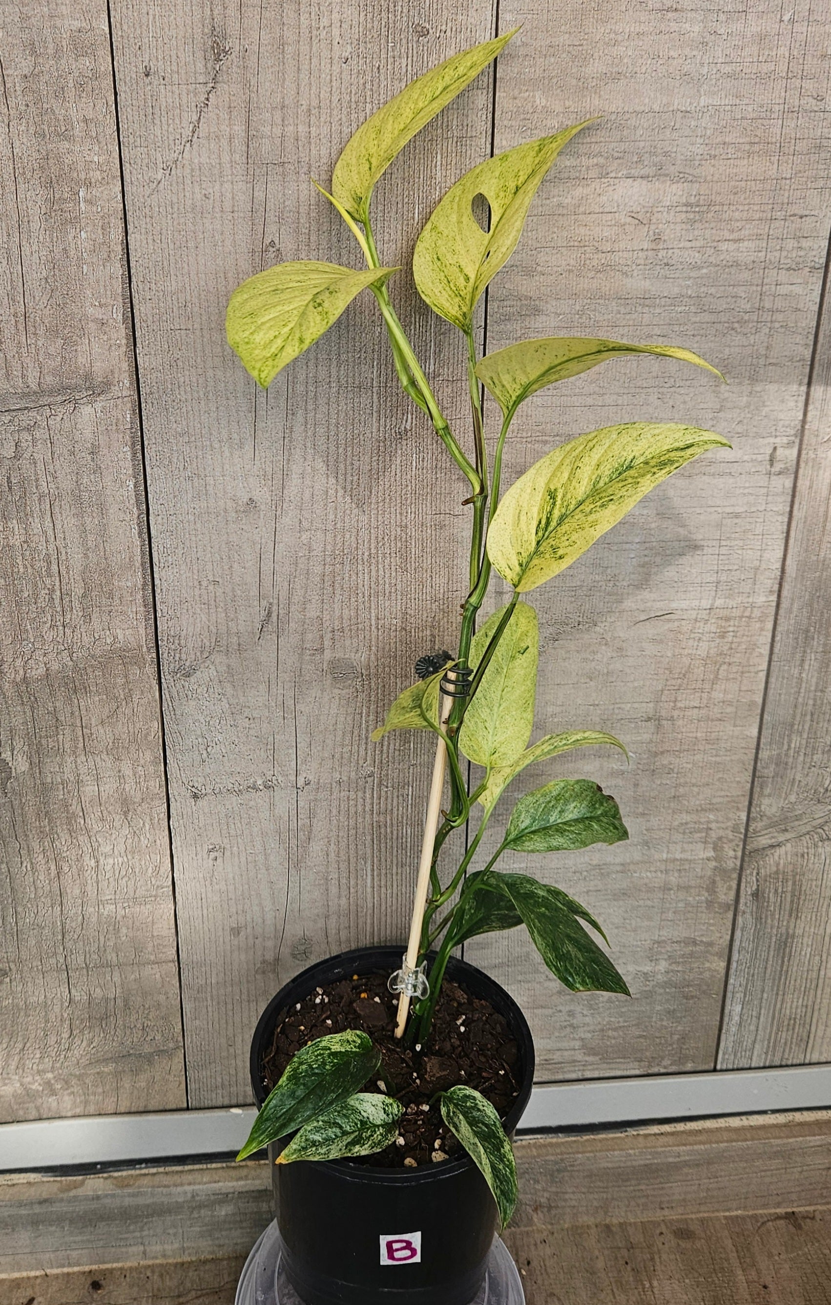 Monstera Laniata Variegated – Rare Variegated Fenestrated Monstera