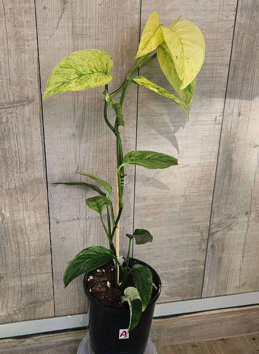 Monstera Laniata Variegated – Rare Variegated Fenestrated Monstera