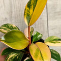 Philodendron Red Congo Variegated – Rare Variegated Aroid