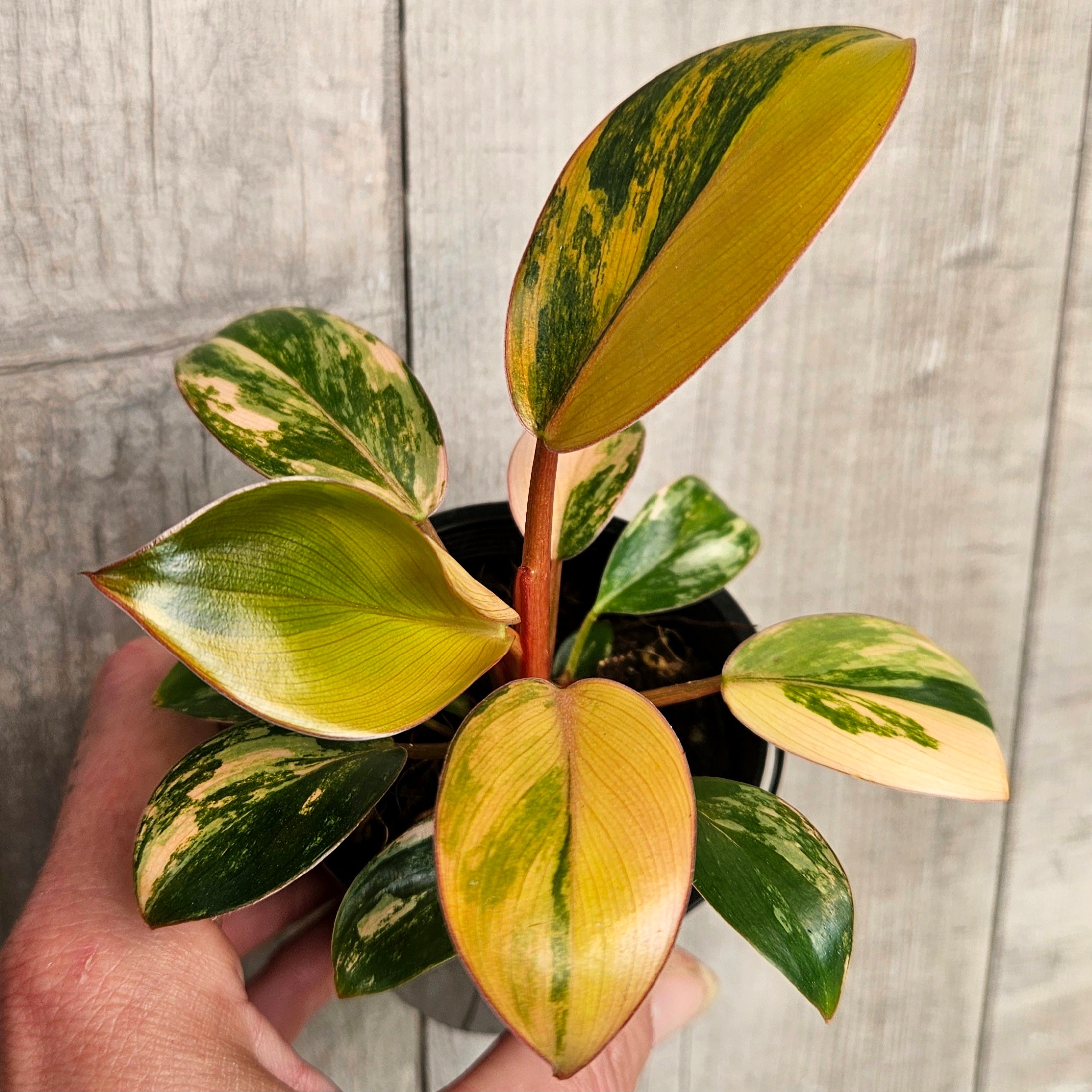 Philodendron Red Congo Variegated – Rare Variegated Aroid