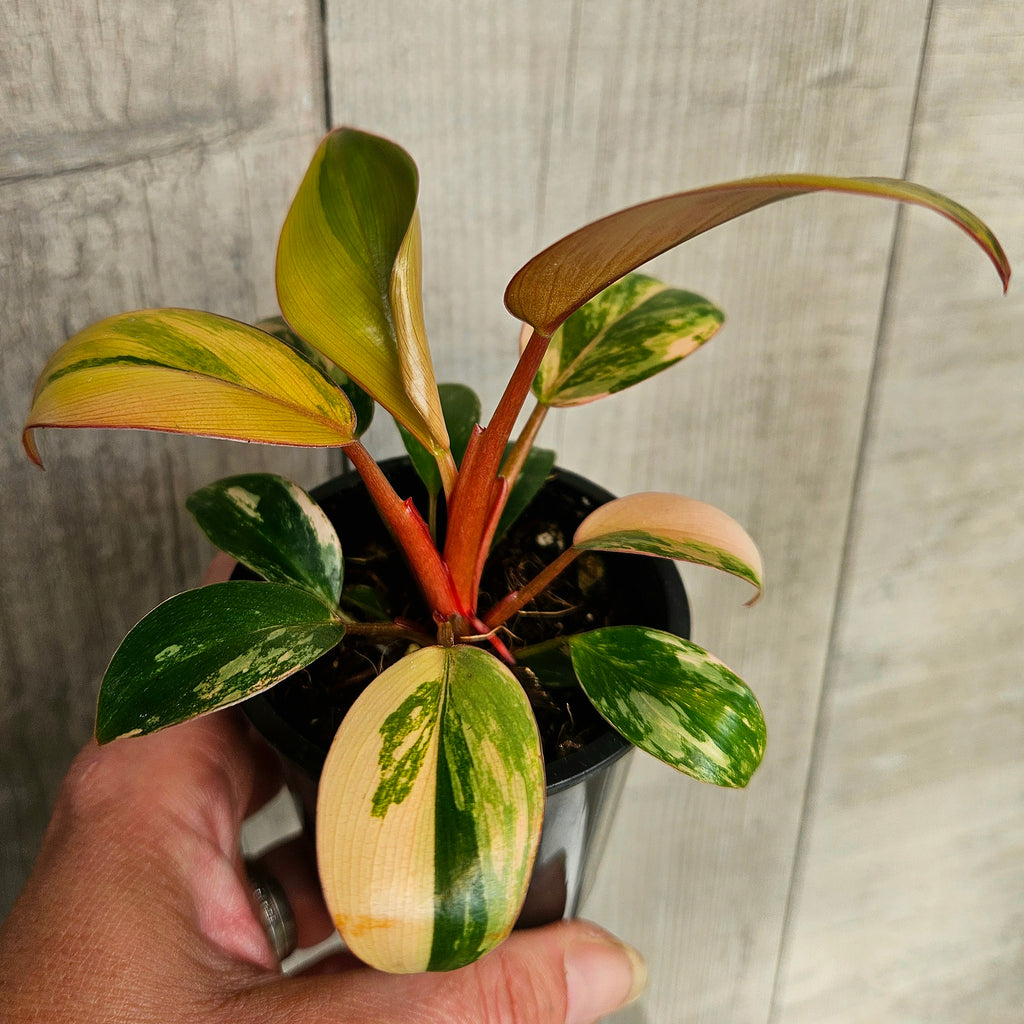 Philodendron Red Congo Variegated – Rare Variegated Aroid