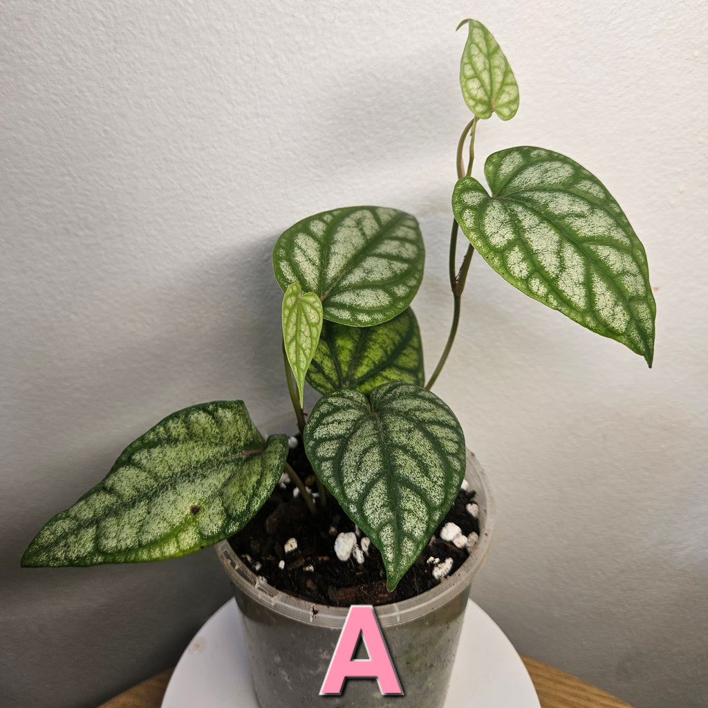 Piper sylvaticum – Rare Textured Foliage Plant