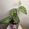 Piper sylvaticum – Rare Textured Foliage Plant