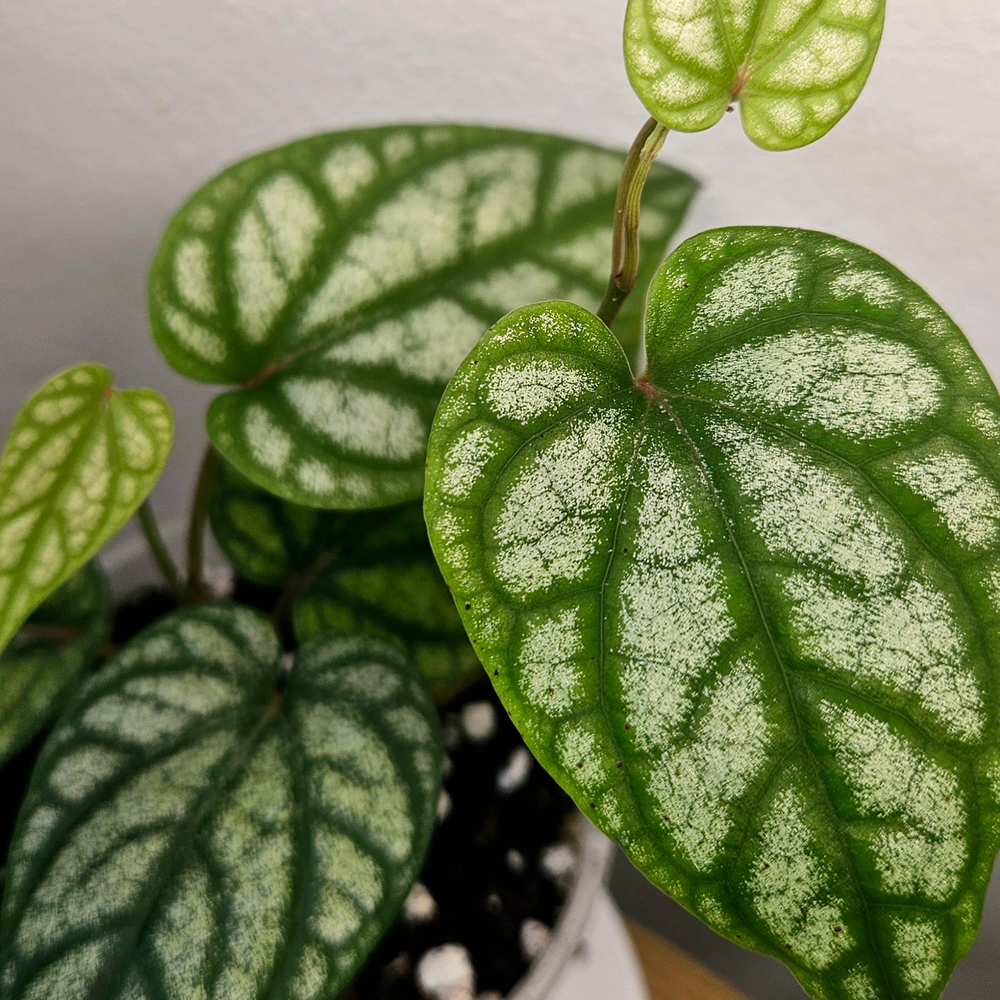 Piper sylvaticum – Rare Textured Foliage Plant