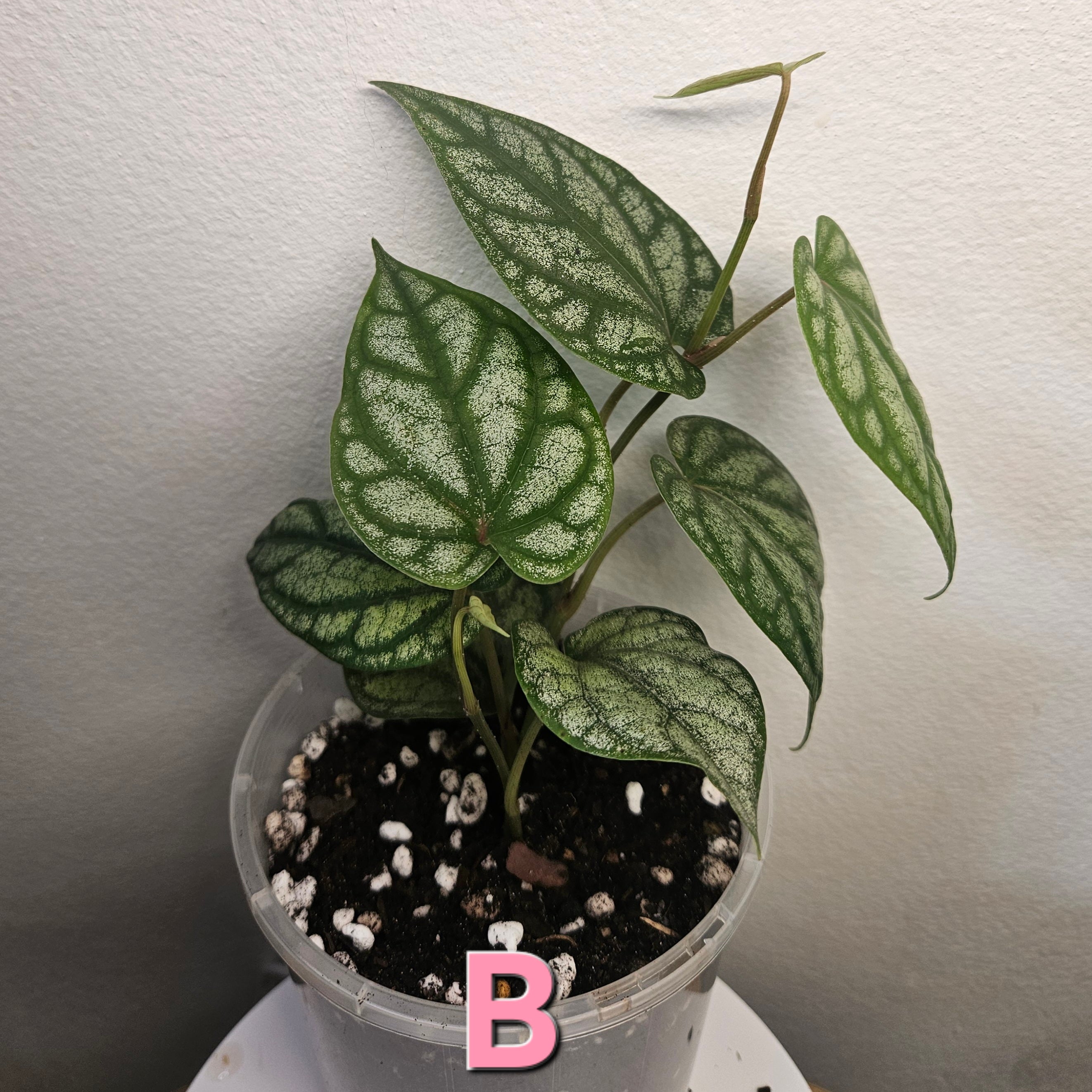 Piper sylvaticum – Rare Textured Foliage Plant