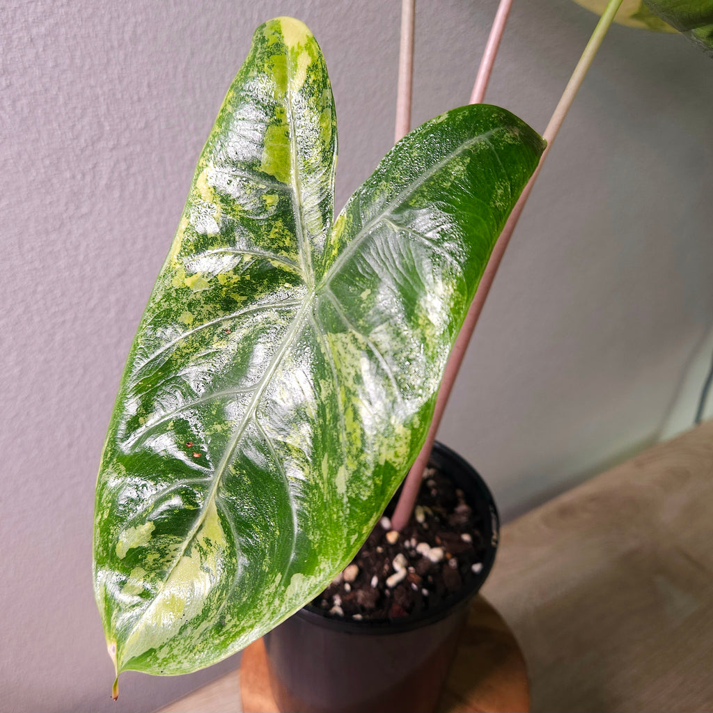 Alocasia Pink Dragon Block Brocade Variegated