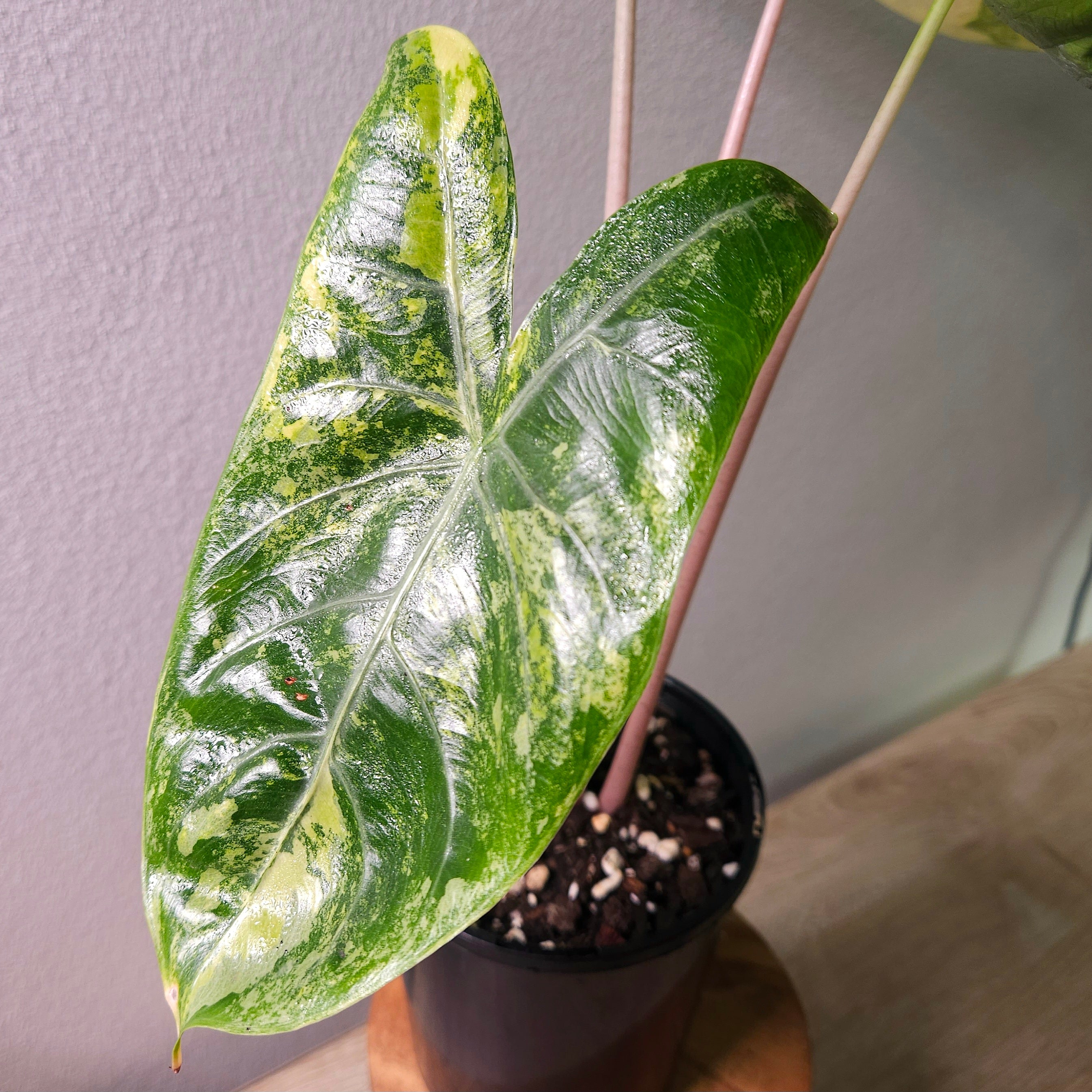 Alocasia Pink Dragon Block Brocade Variegated