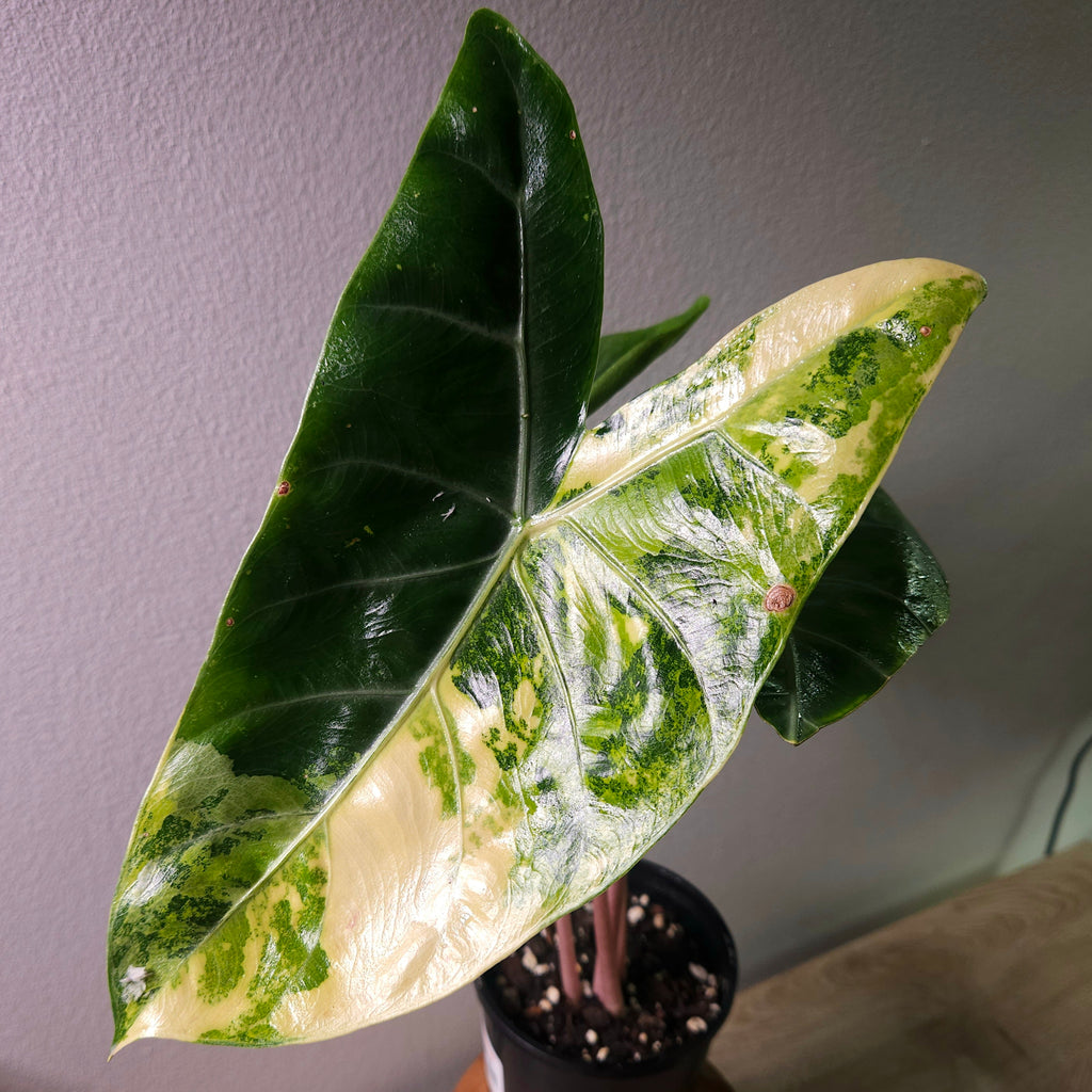 Alocasia Pink Dragon Block Brocade Variegated