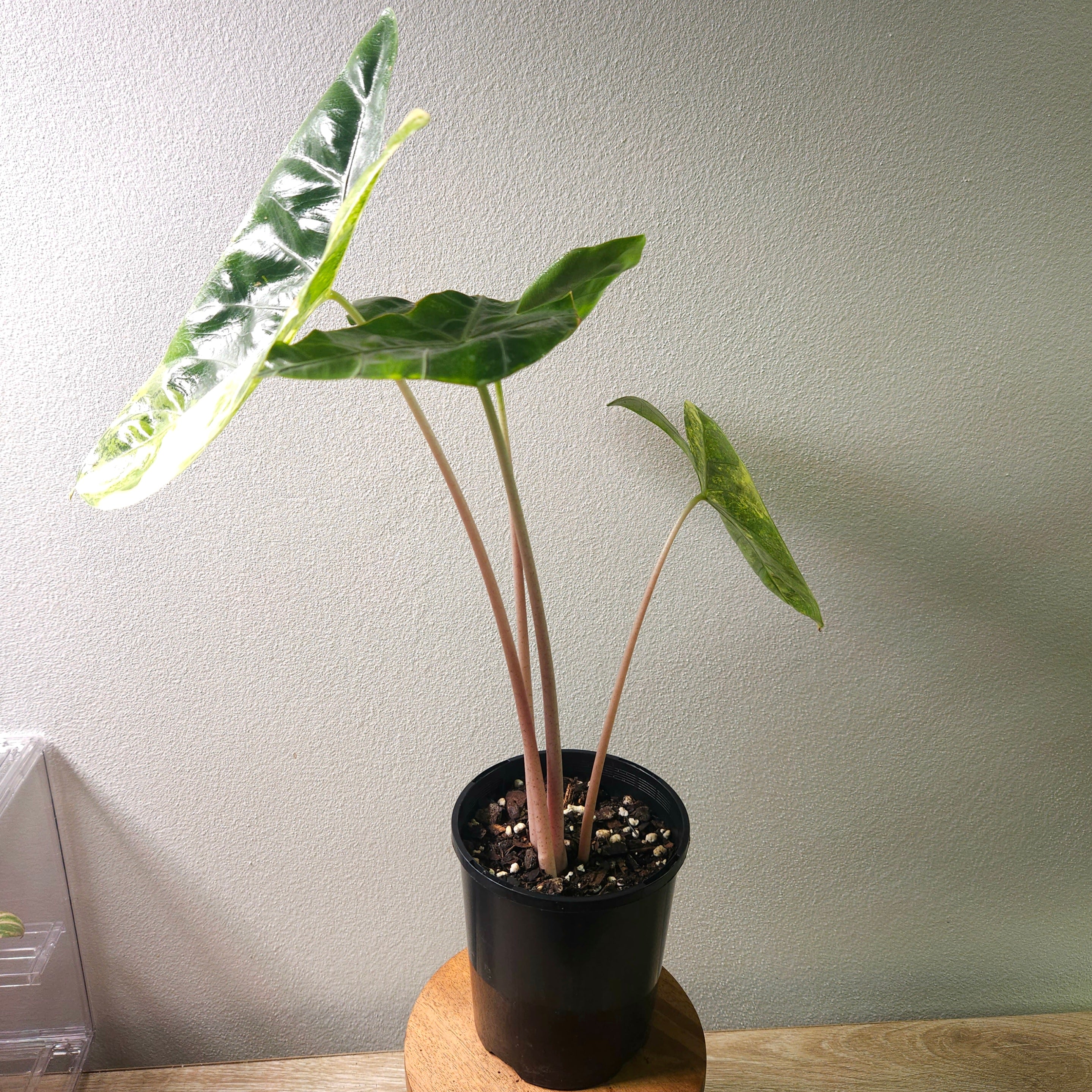Alocasia Pink Dragon Block Brocade Variegated