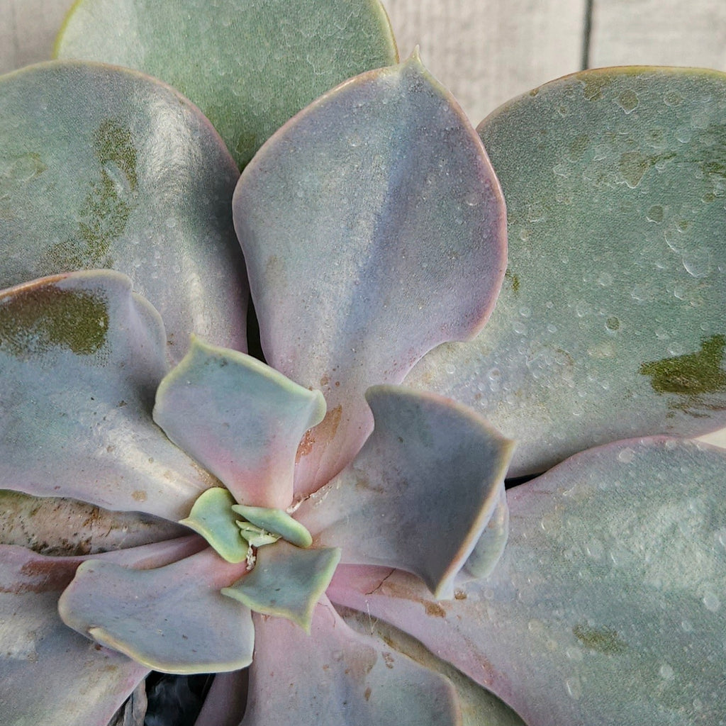 Echeveria ‘Valkyrie Trumpet’ – Rare Trumpet Succulent | Unusual Collector Plant