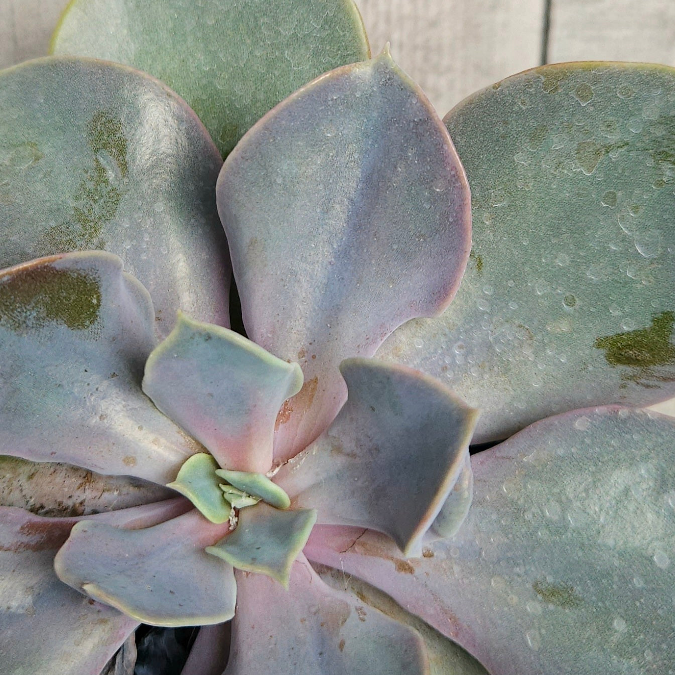 Echeveria ‘Valkyrie Trumpet’ – Rare Trumpet Succulent | Unusual Collector Plant