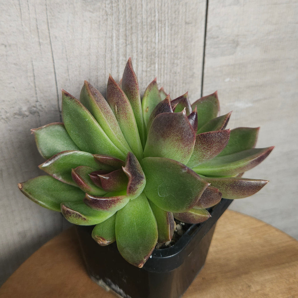 Echeveria ‘Demon Eye’ – Rare Red Korean Hybrid Succulent