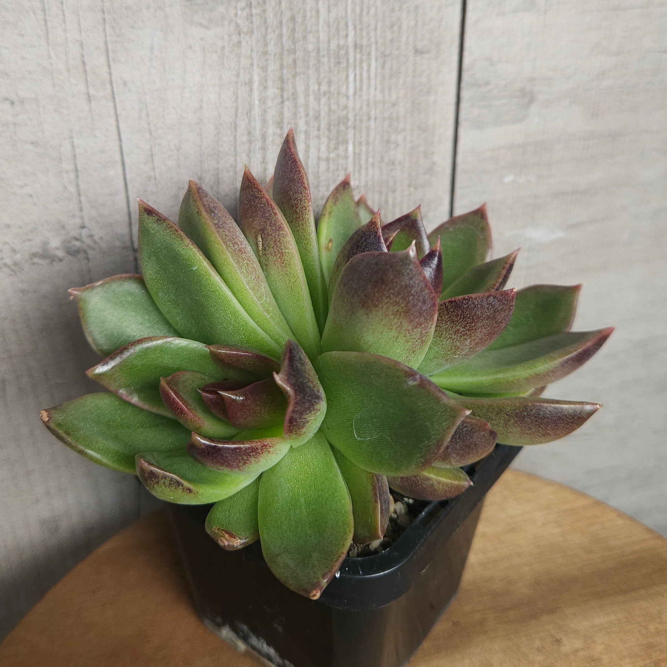 Echeveria ‘Demon Eye’ – Rare Red Korean Hybrid Succulent