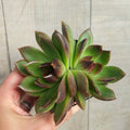 Echeveria ‘Demon Eye’ – Rare Red Korean Hybrid Succulent