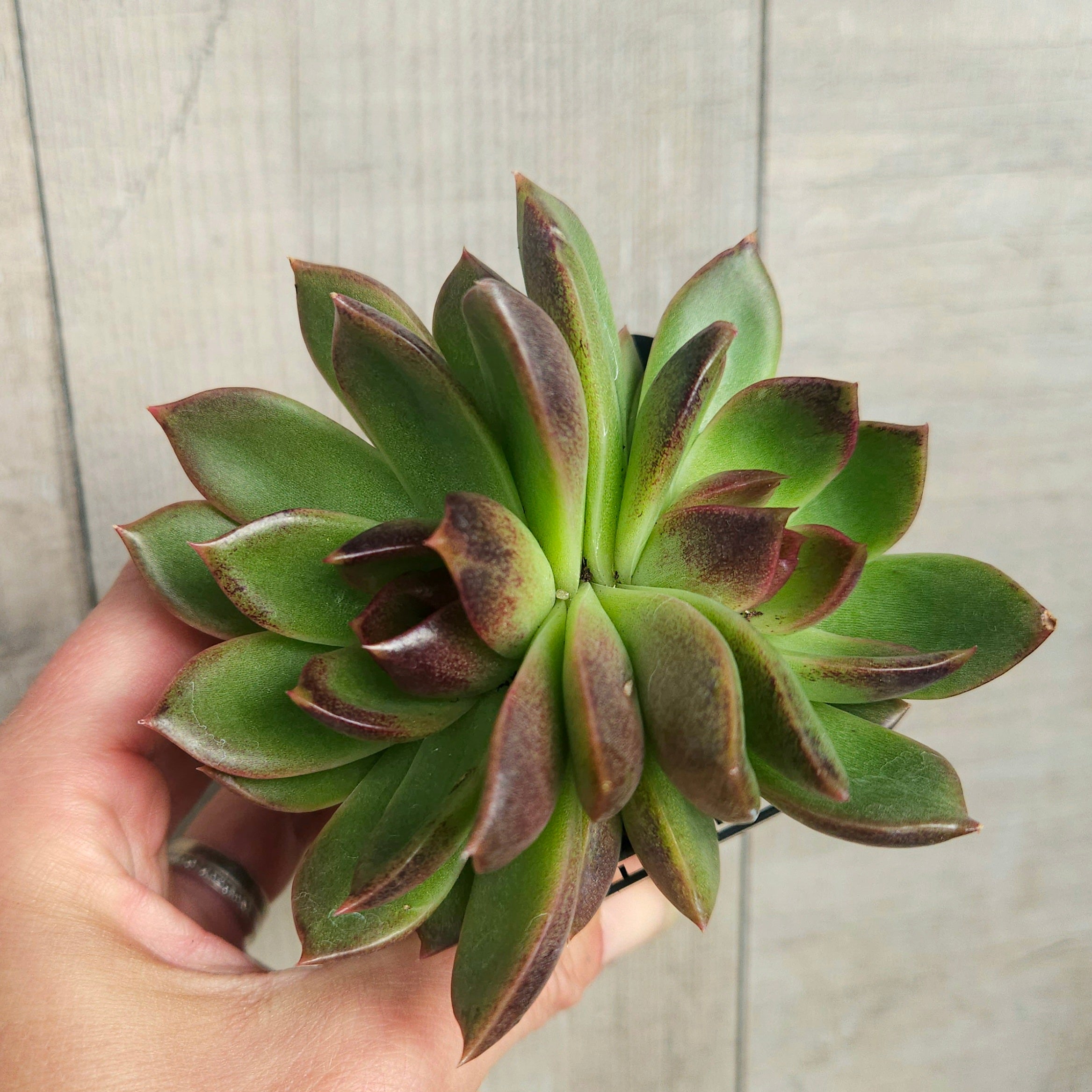 Echeveria ‘Demon Eye’ – Rare Red Korean Hybrid Succulent