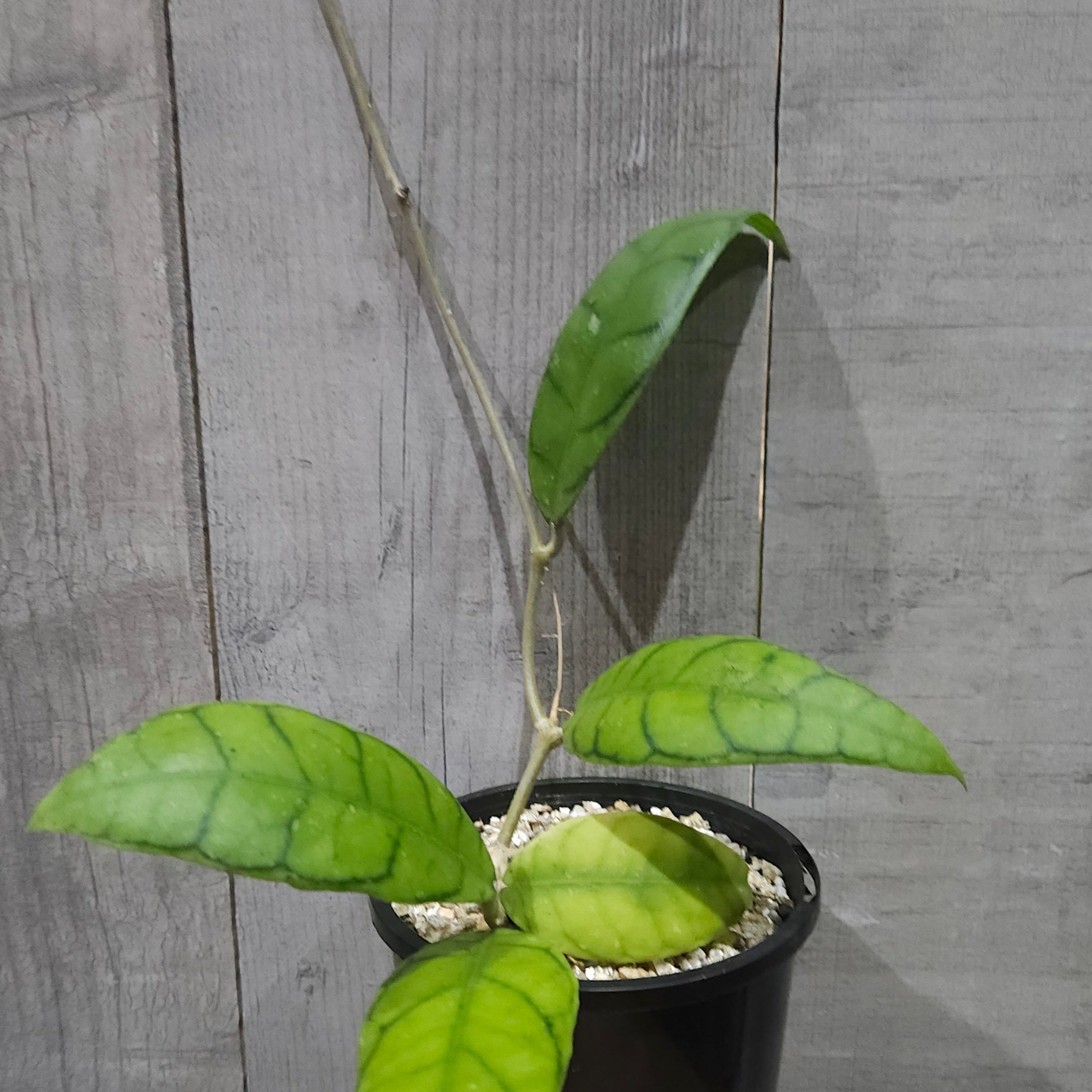Hoya Callistophylia Ranauensis