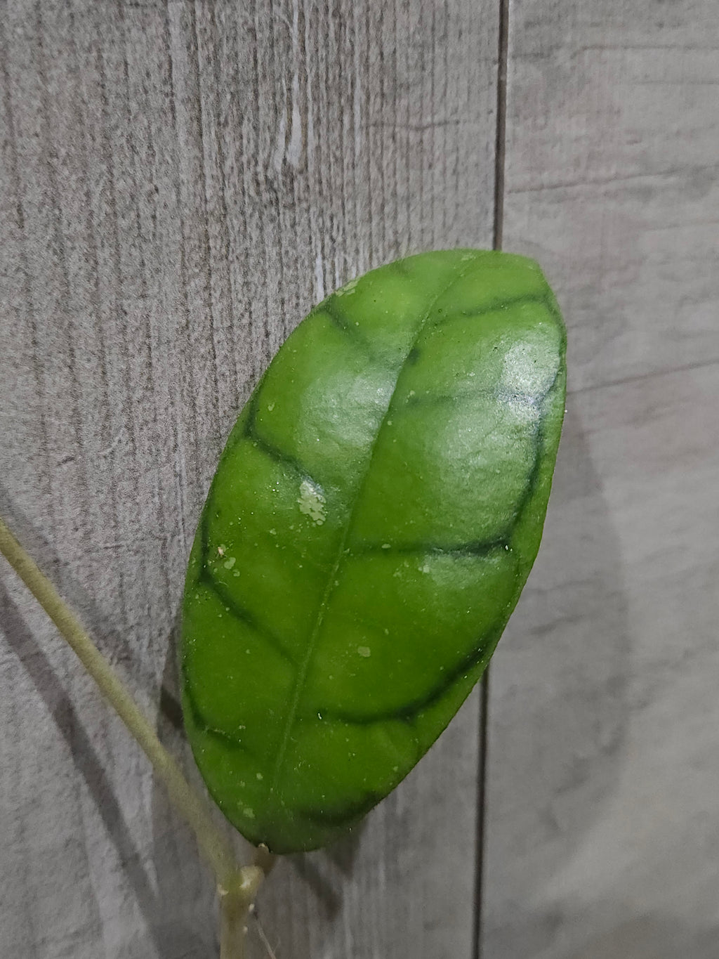Hoya Callistophylia Ranauensis