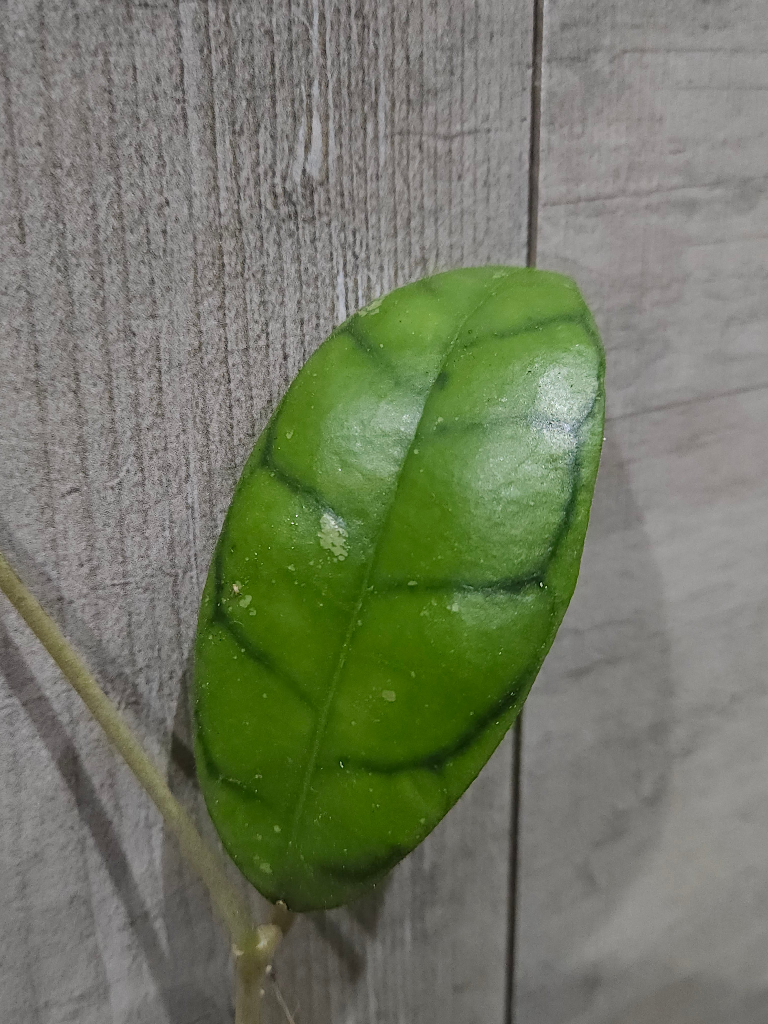Hoya Callistophylia Ranauensis