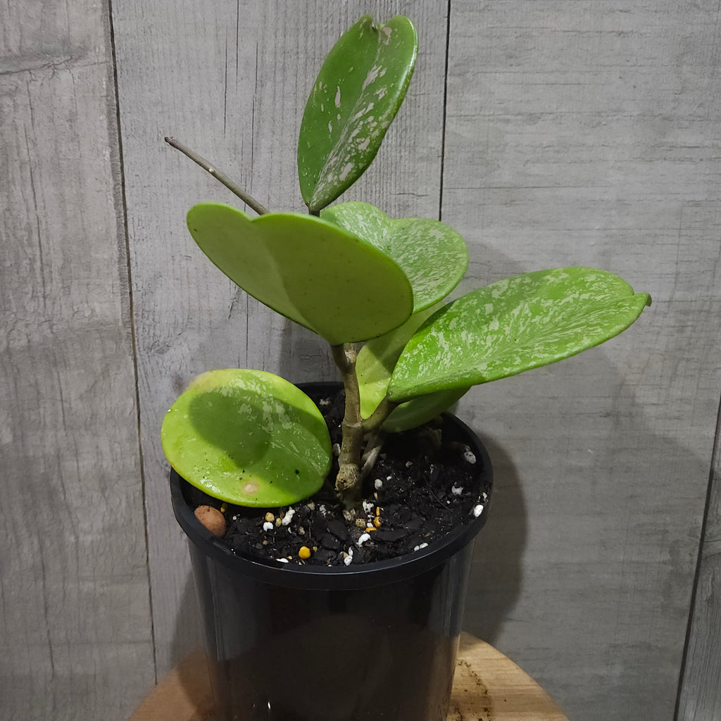 Hoya obovata – Rare Round Leaf Wax Plant