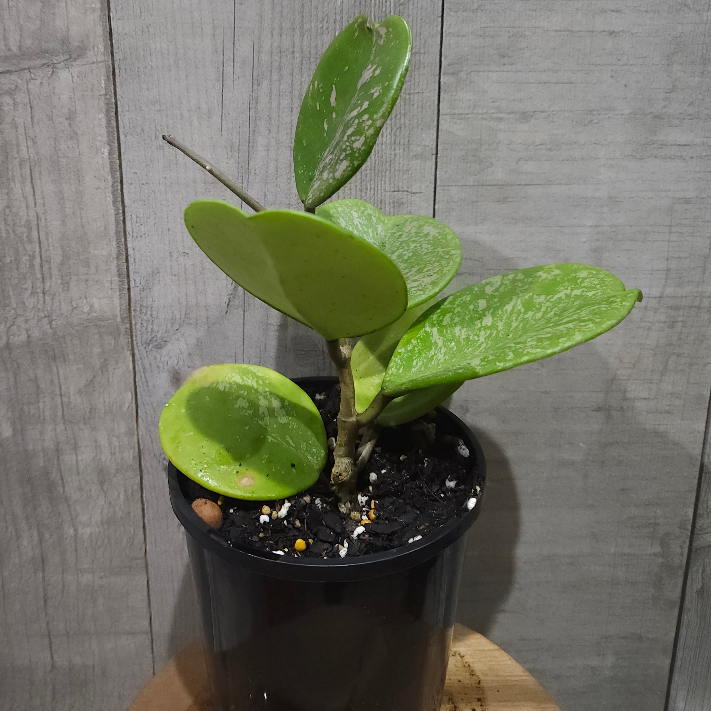Hoya obovata – Rare Round Leaf Wax Plant