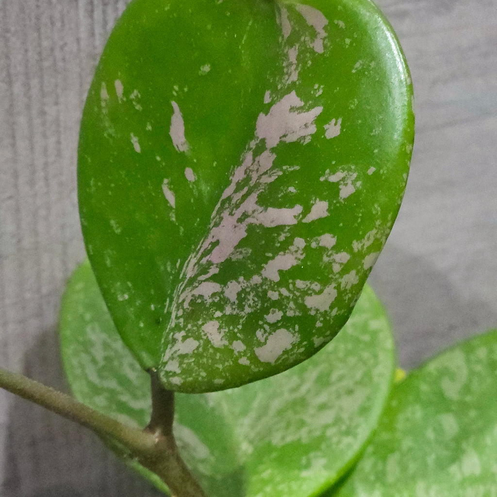 Hoya obovata – Rare Round Leaf Wax Plant