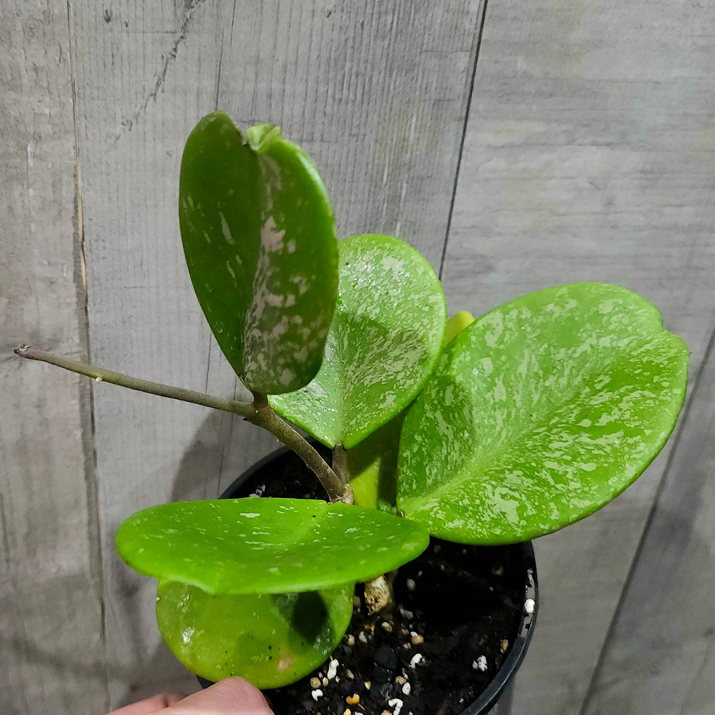 Hoya obovata – Rare Round Leaf Wax Plant