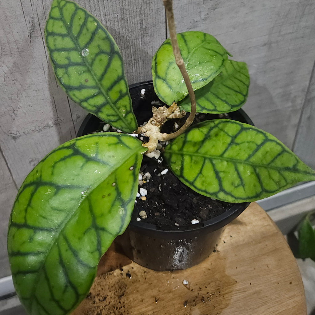 Hoya Callistophylla Ranauensis