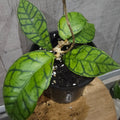 Hoya Callistophylla Ranauensis
