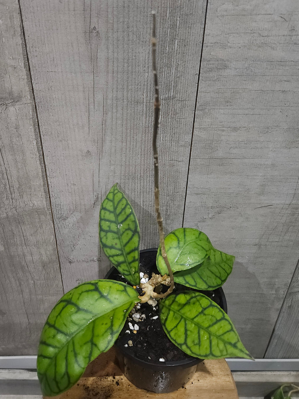 Hoya Callistophylla Ranauensis